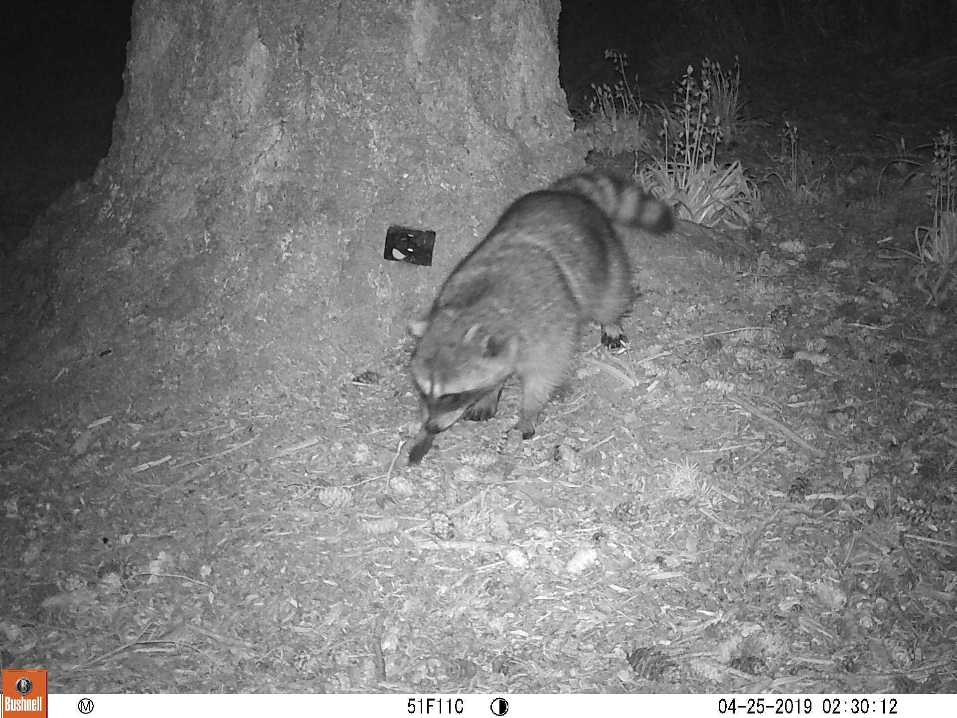 Raccoon