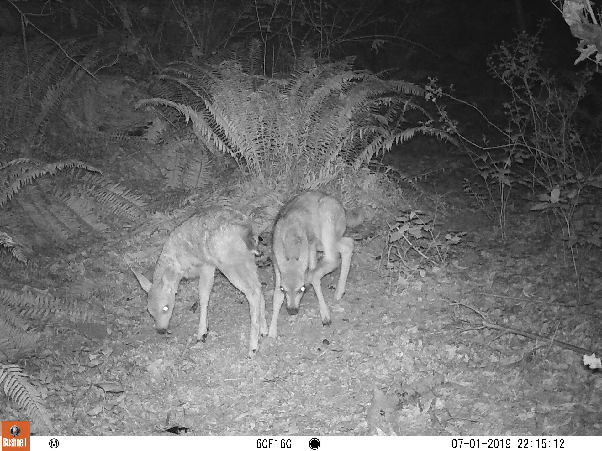 Columbia Black-tailed Deer