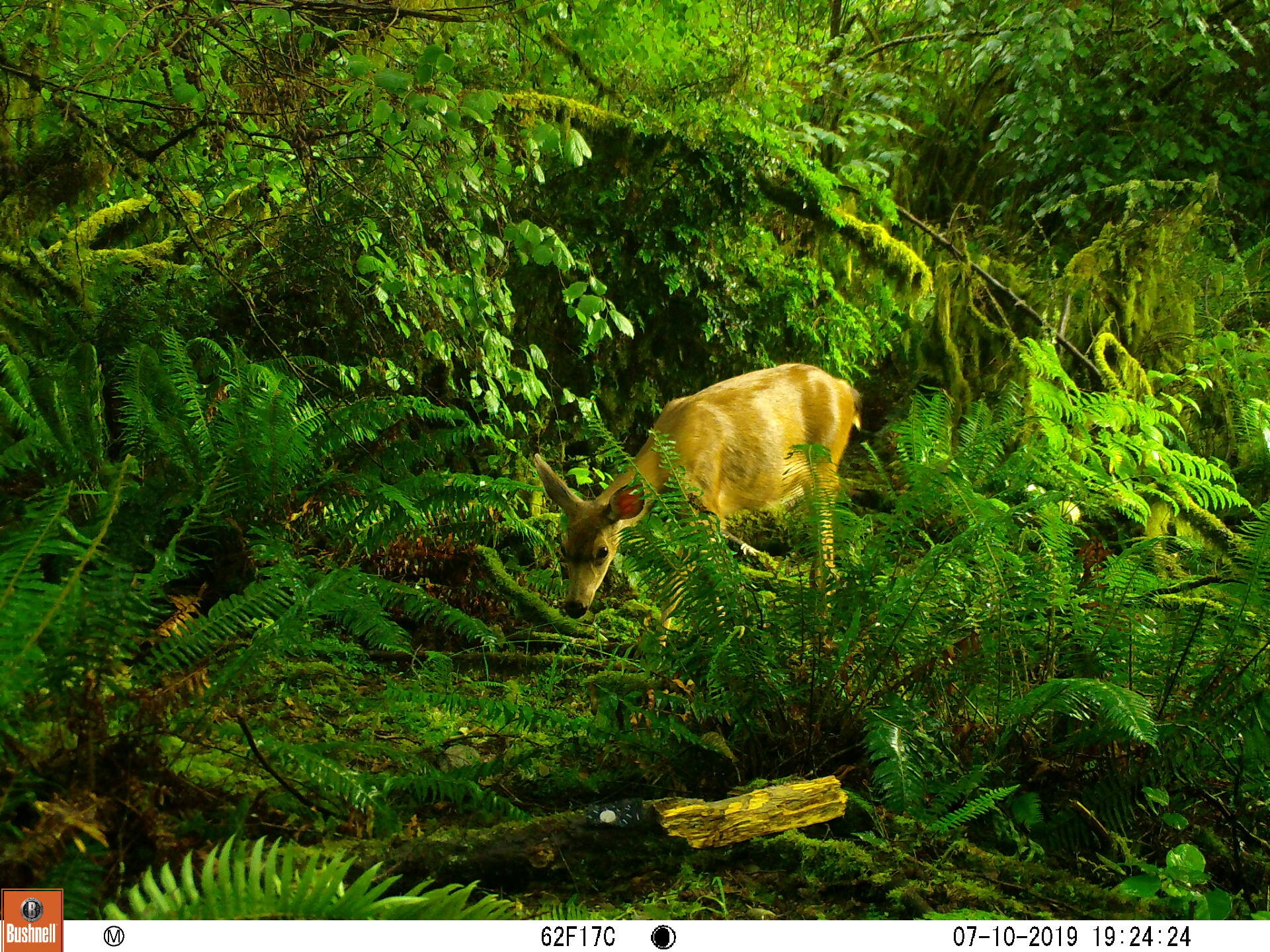 Columbia Black-tailed Deer