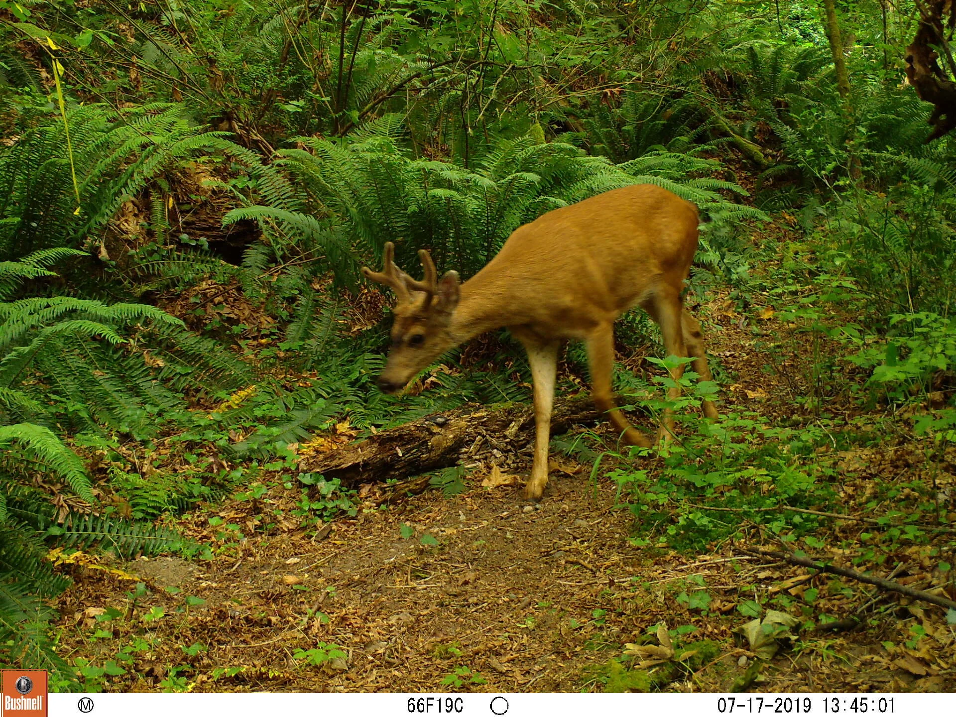 Columbia Black-tailed Deer