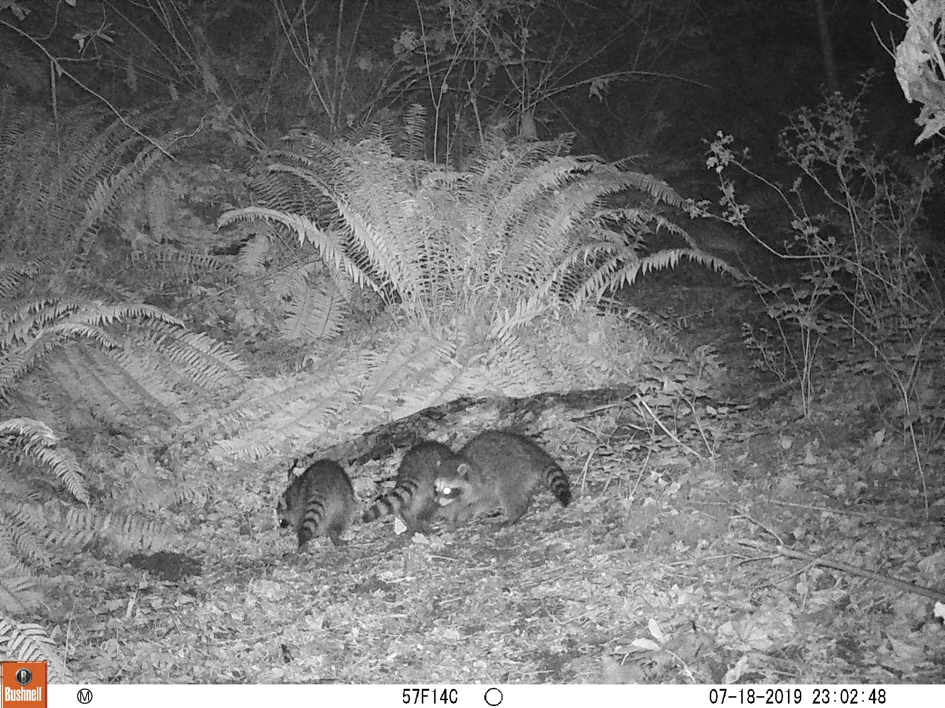 Raccoons