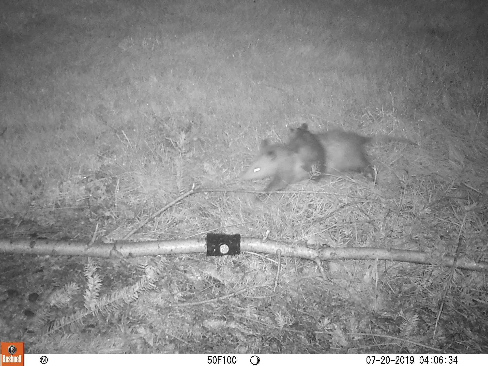 Virginia Opossum and Young
