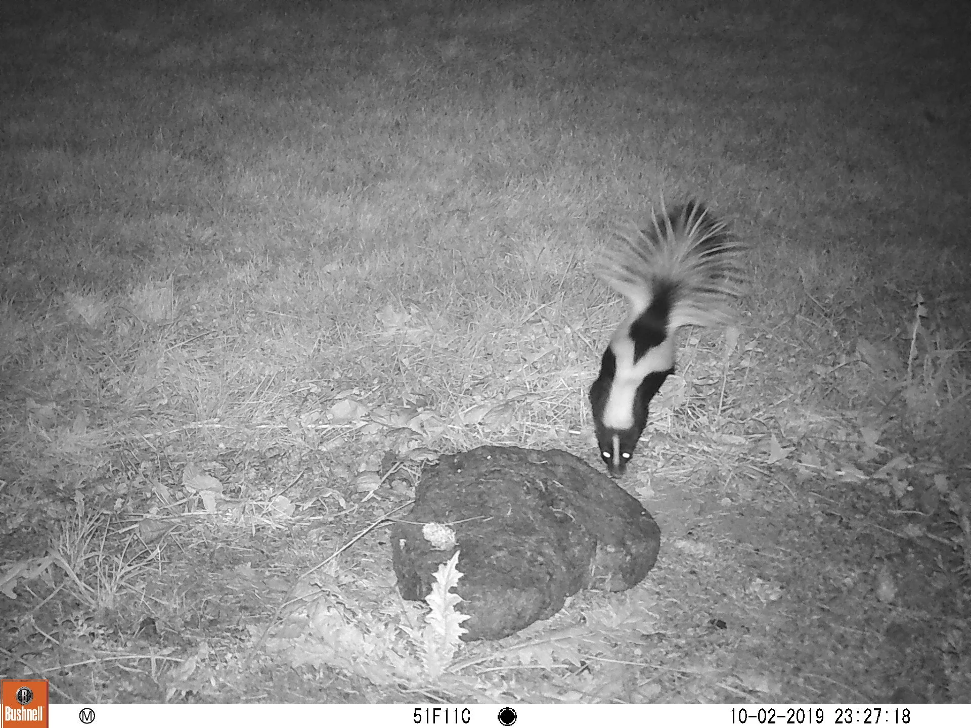 Striped Skunk