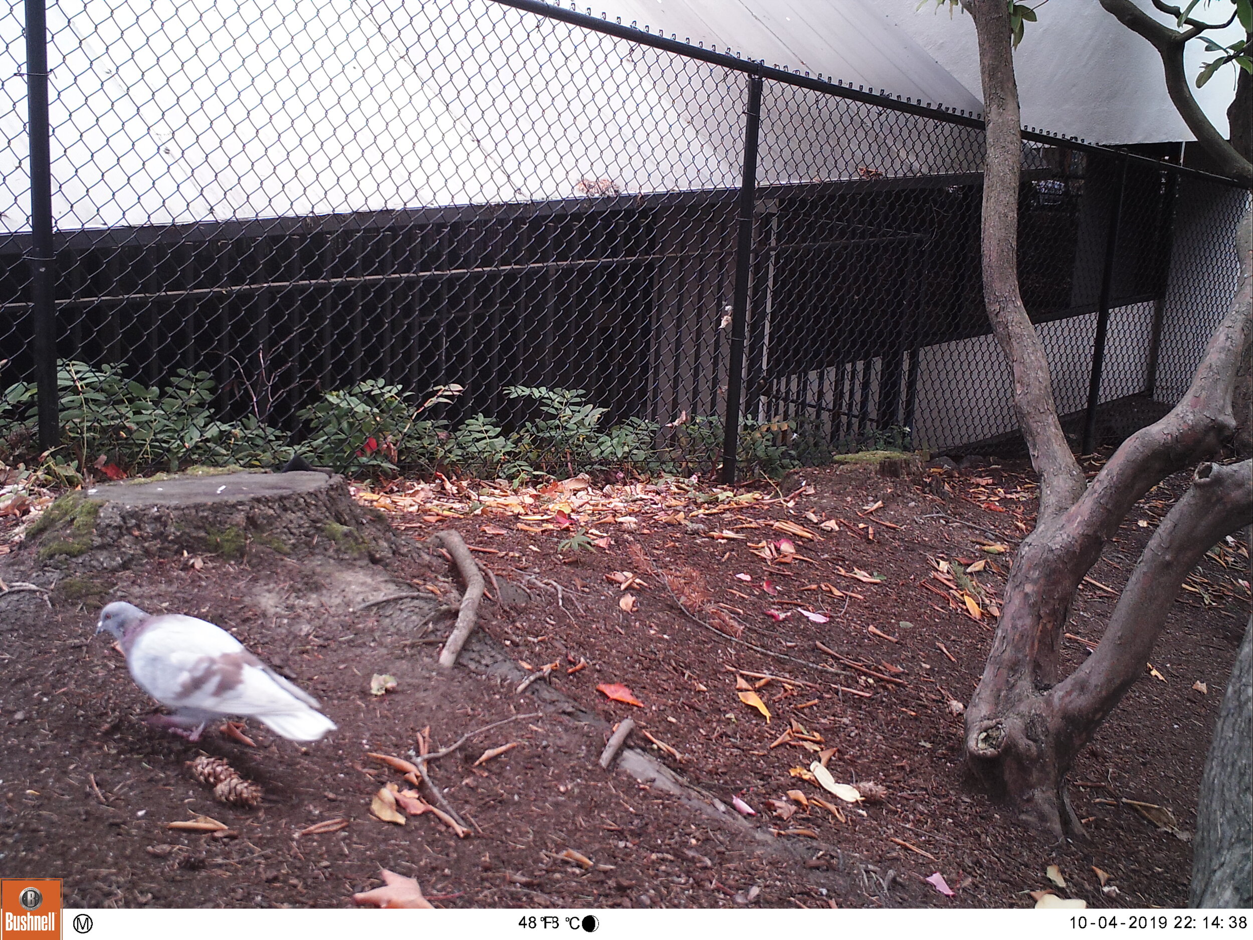 Rock (Common) Pigeon
