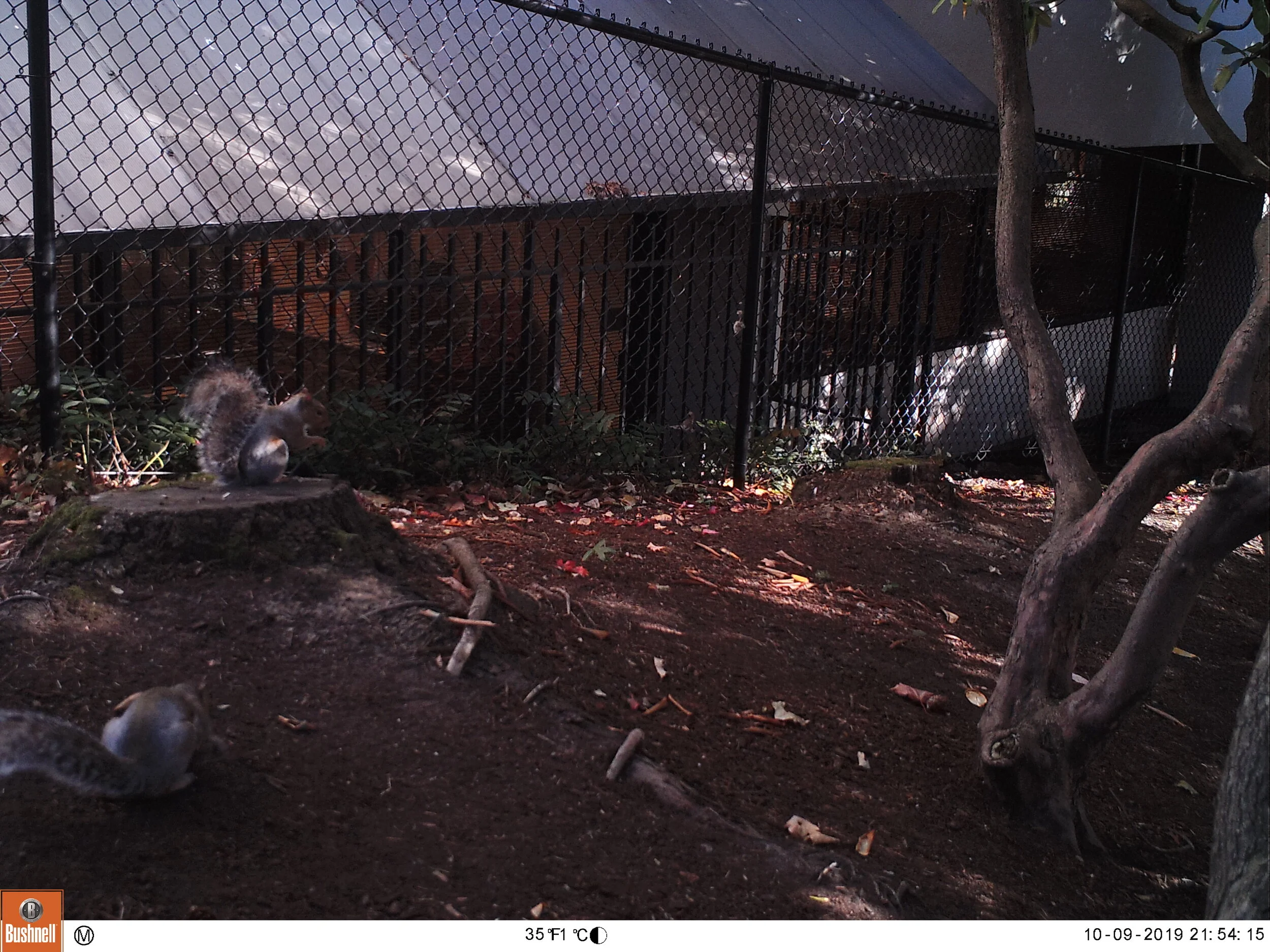 Eastern Grey Squirrels