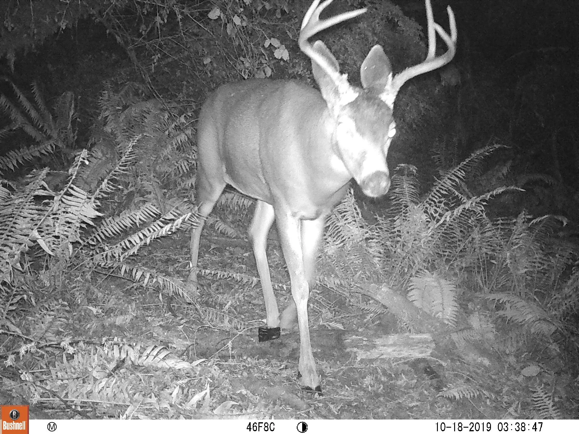 Columbia Black-tailed Deer