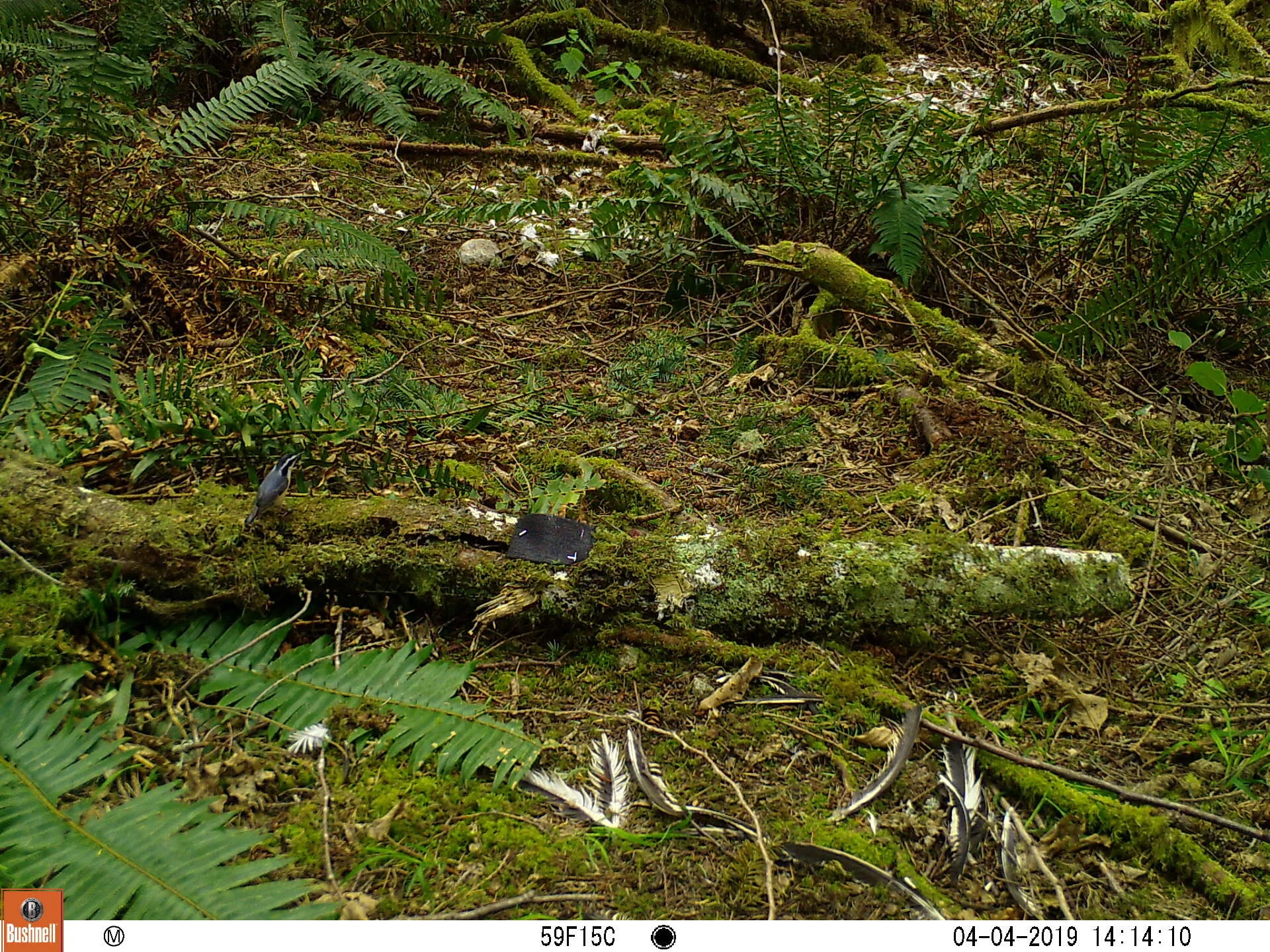 Red-breasted Nuthatch