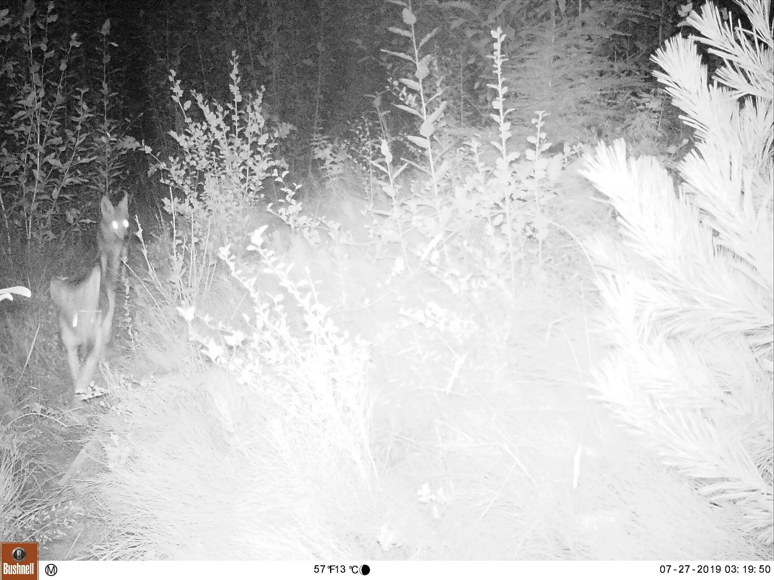 Coyotes 