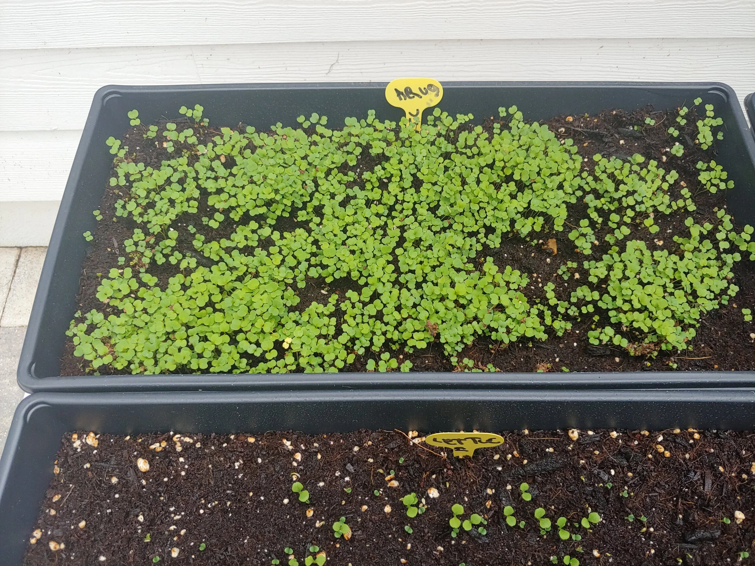 Our Microgreen Garden!