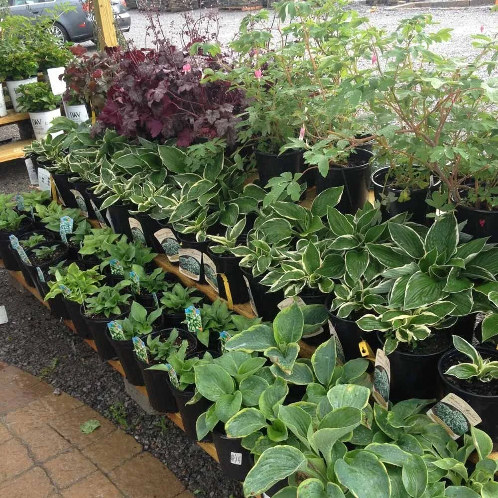 Garden-Center-perennials.jpg