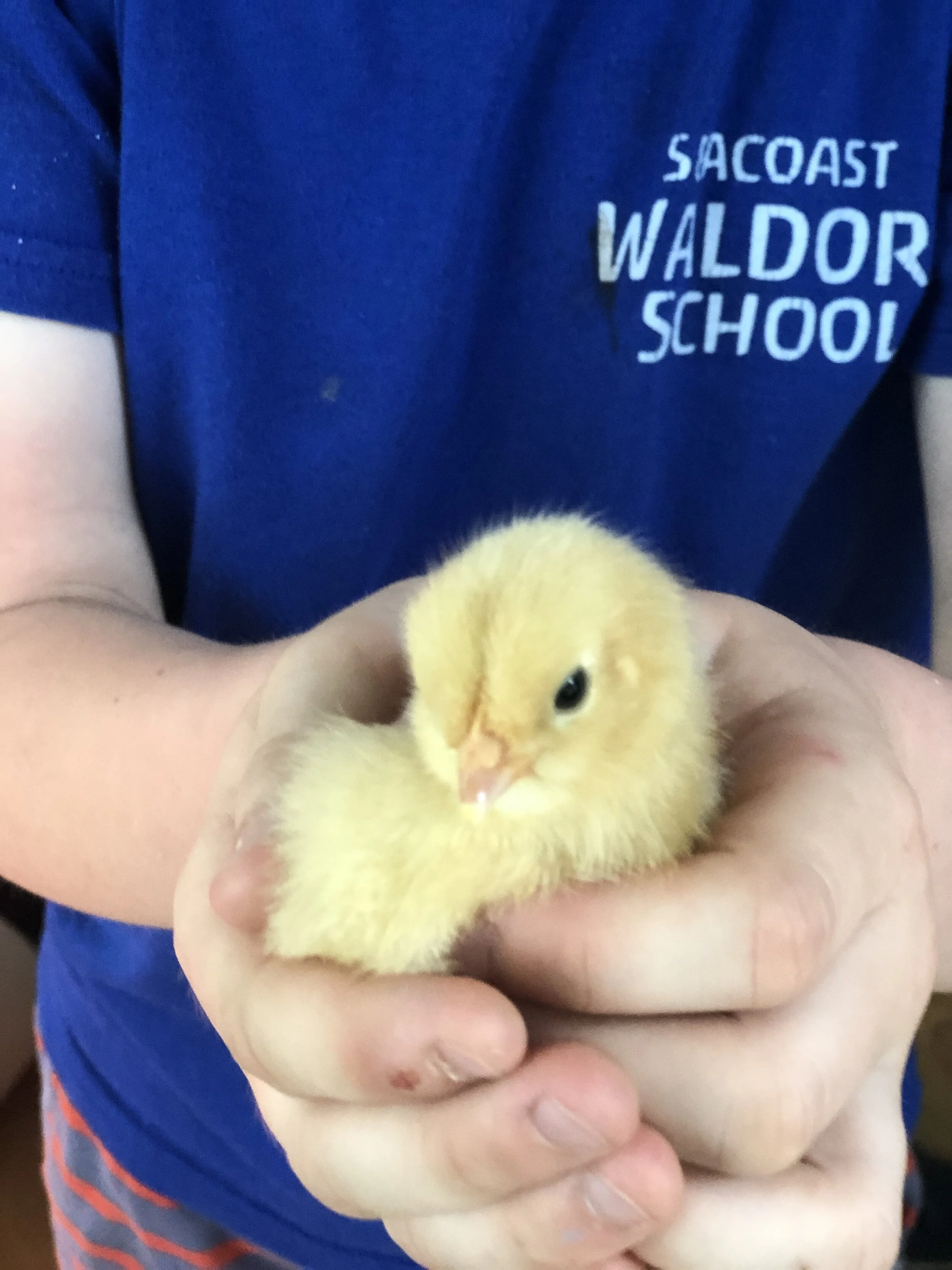 During these days of COVID-19, A parent's perspective on why SWS is her family's choice