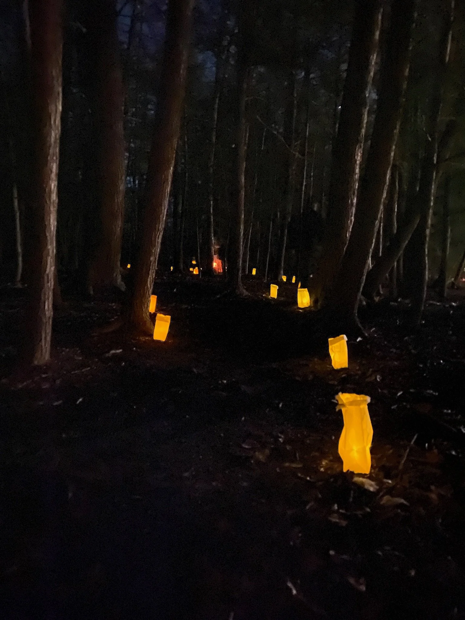 Dark forest with tall trees and a path illuminated by small yellow lanterns along the ground - lantern walk at Seacoast Waldorf School