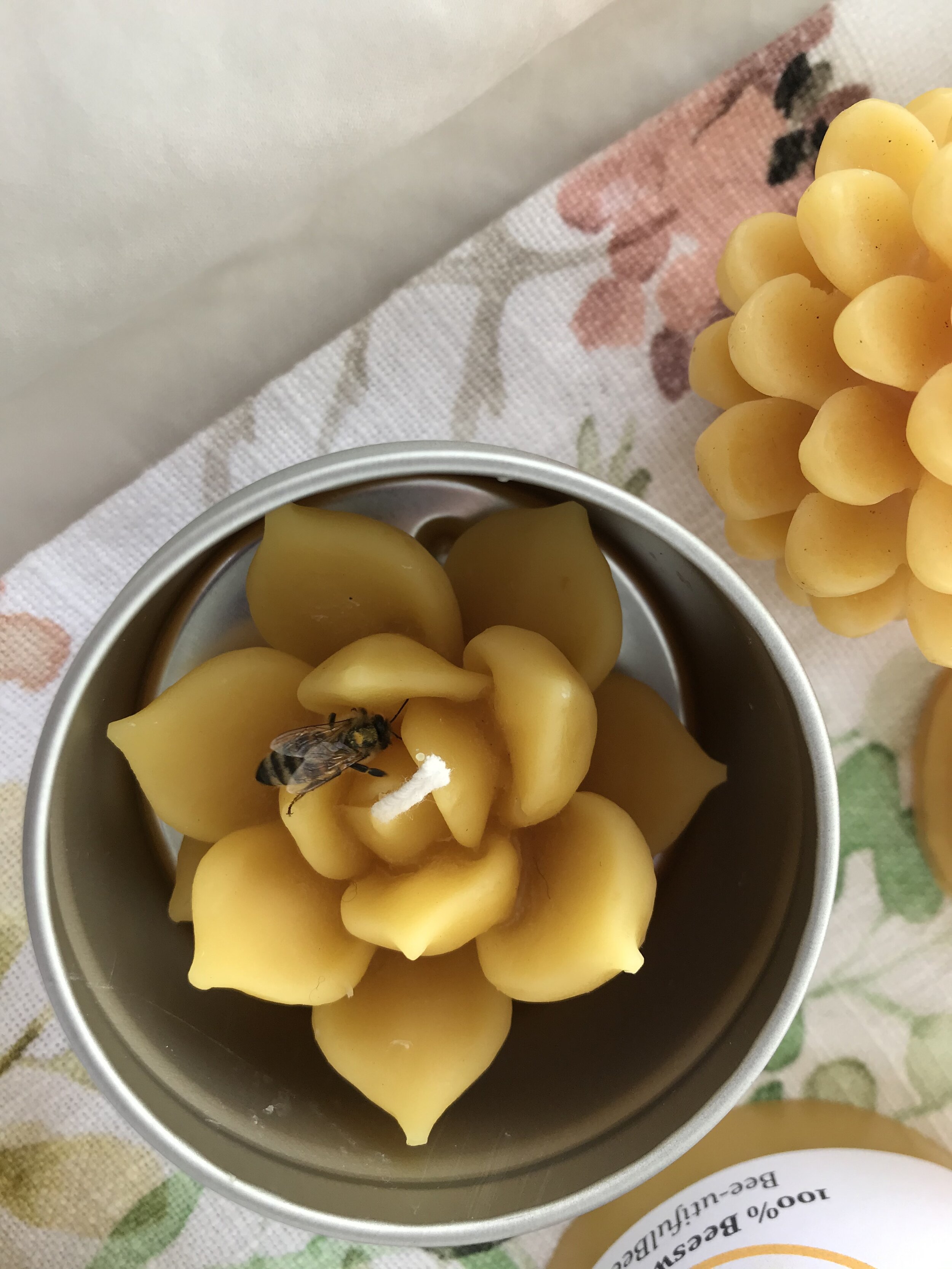 Lilly Succulent Candle with tin