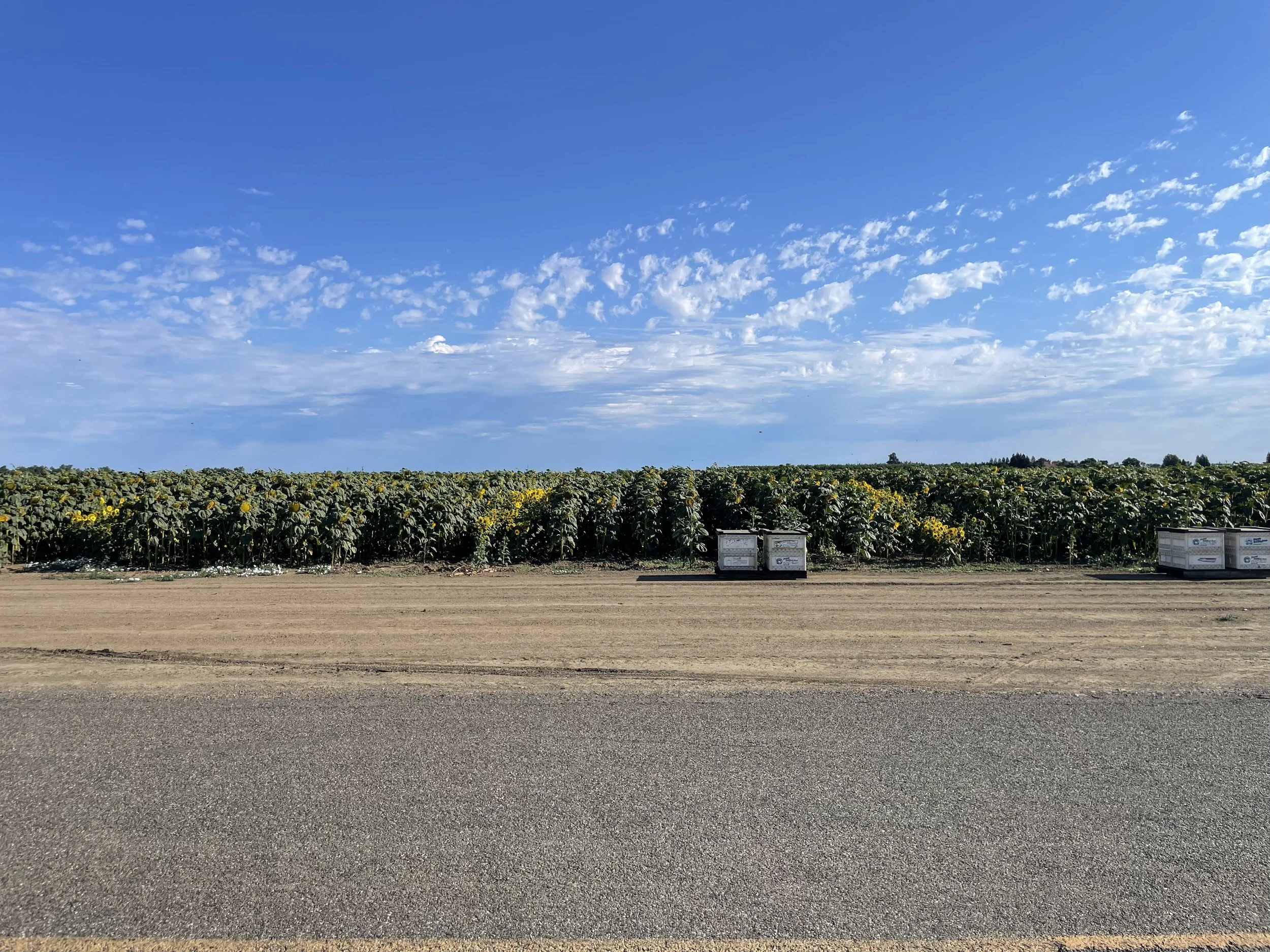 fieldss of davis.jpg
