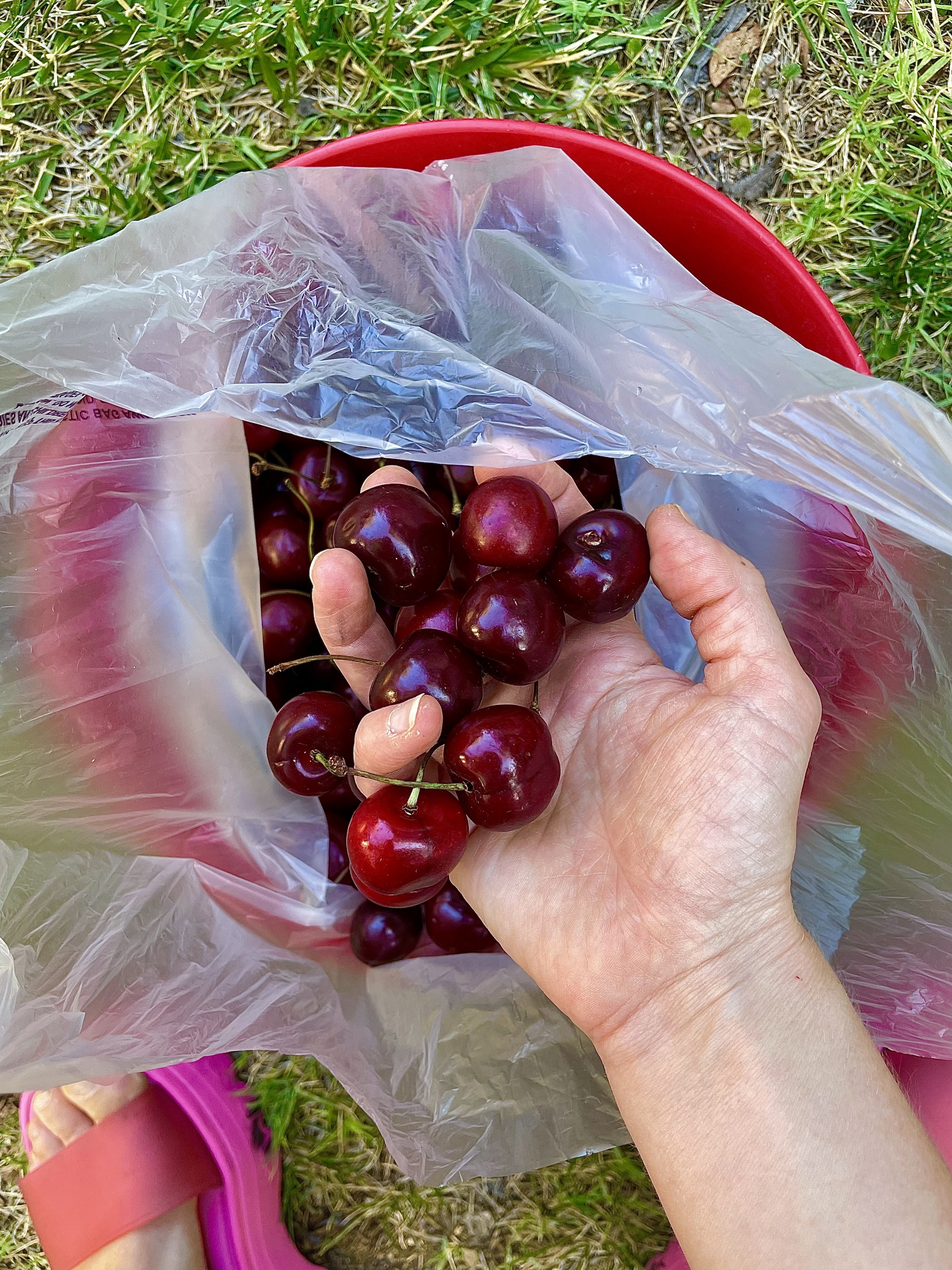 cherries.jpg