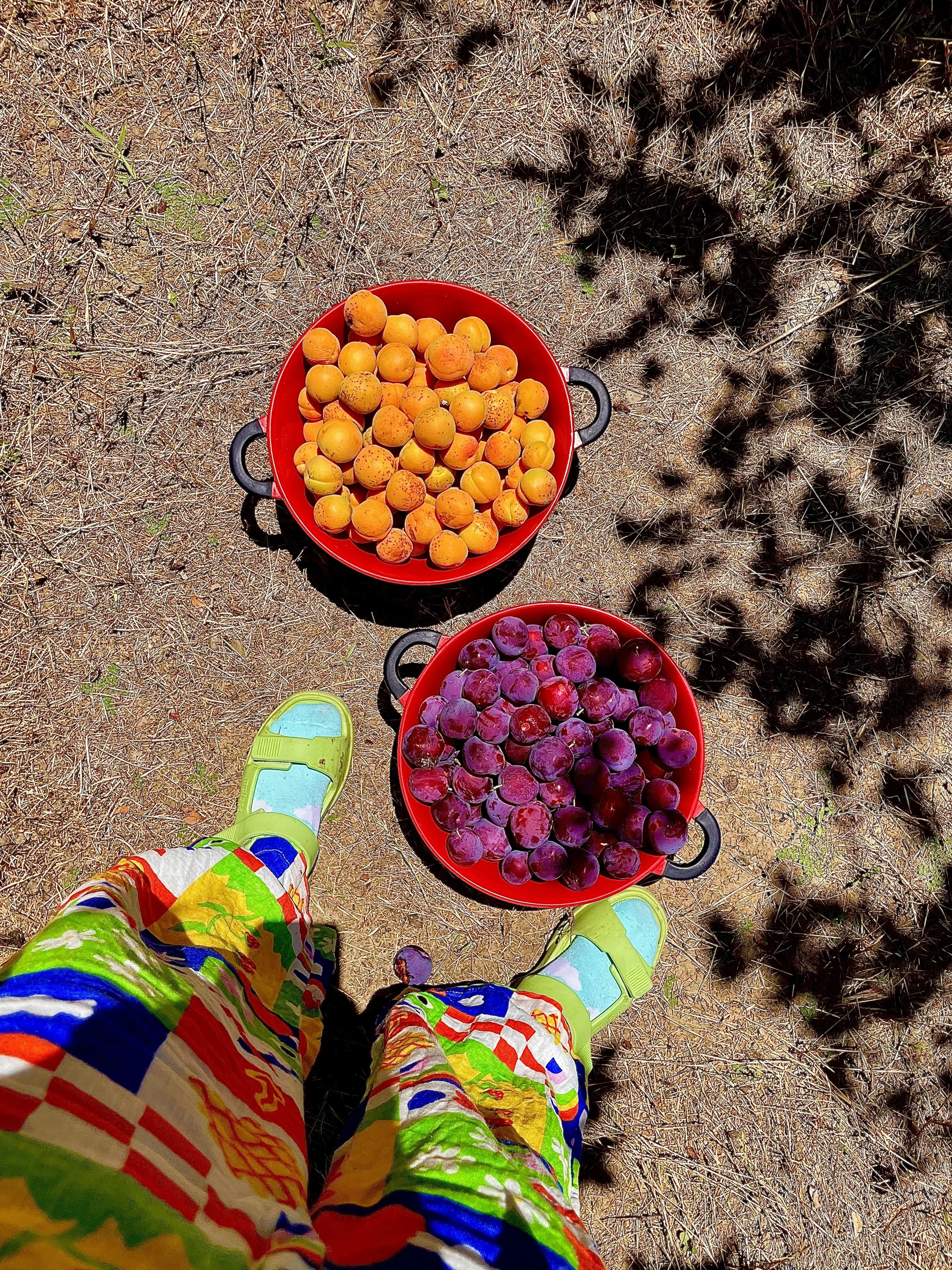 apricot plum pick 26.jpg