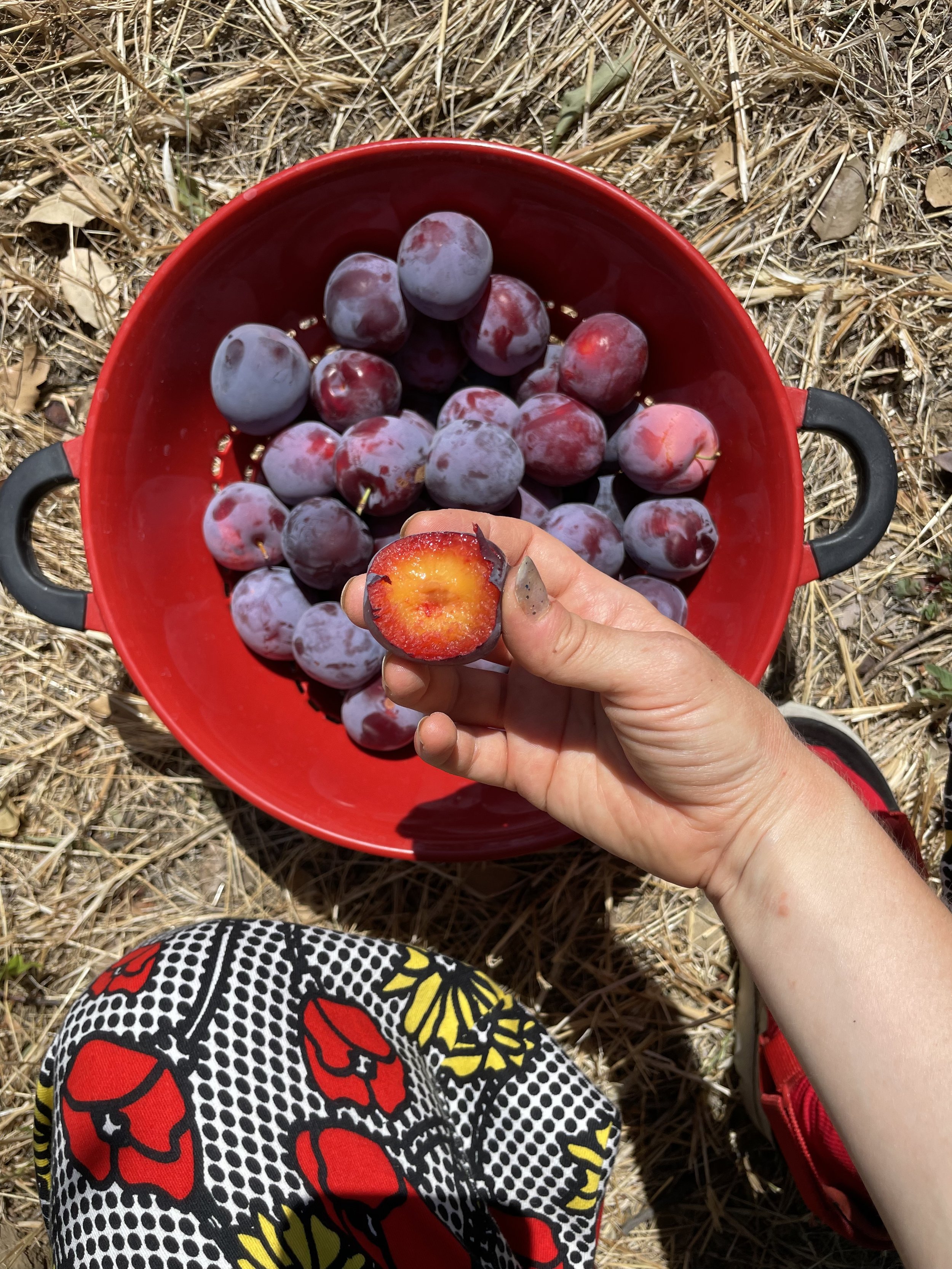 plums fresh.jpg