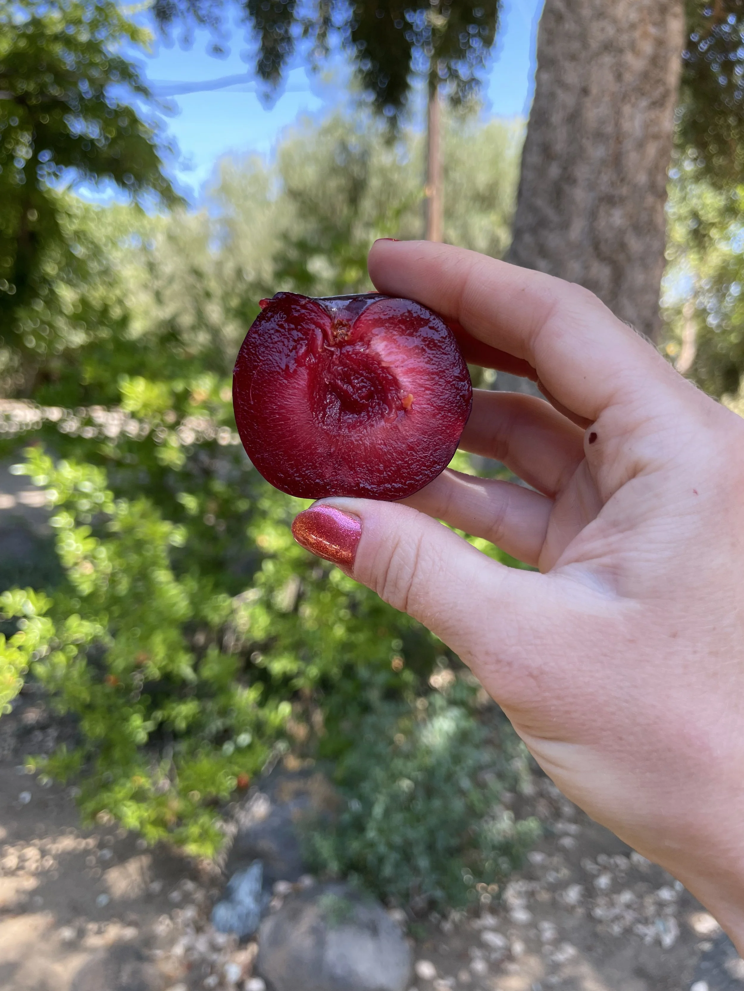 plum flavor king.jpg