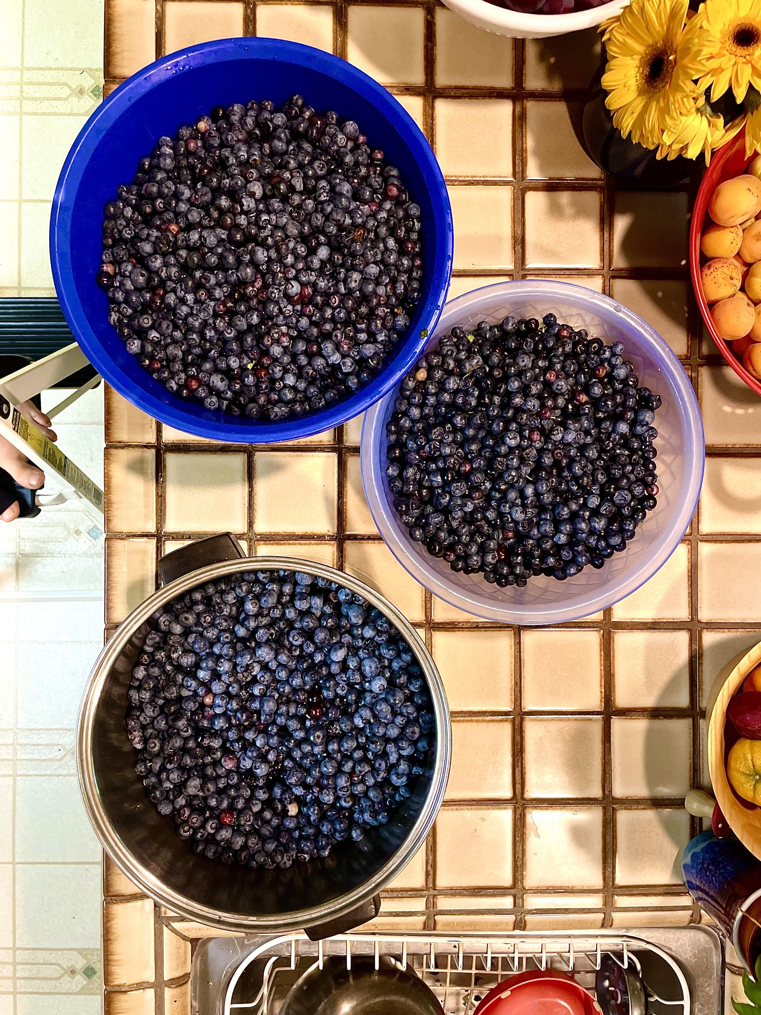 27 lbs berries.jpg