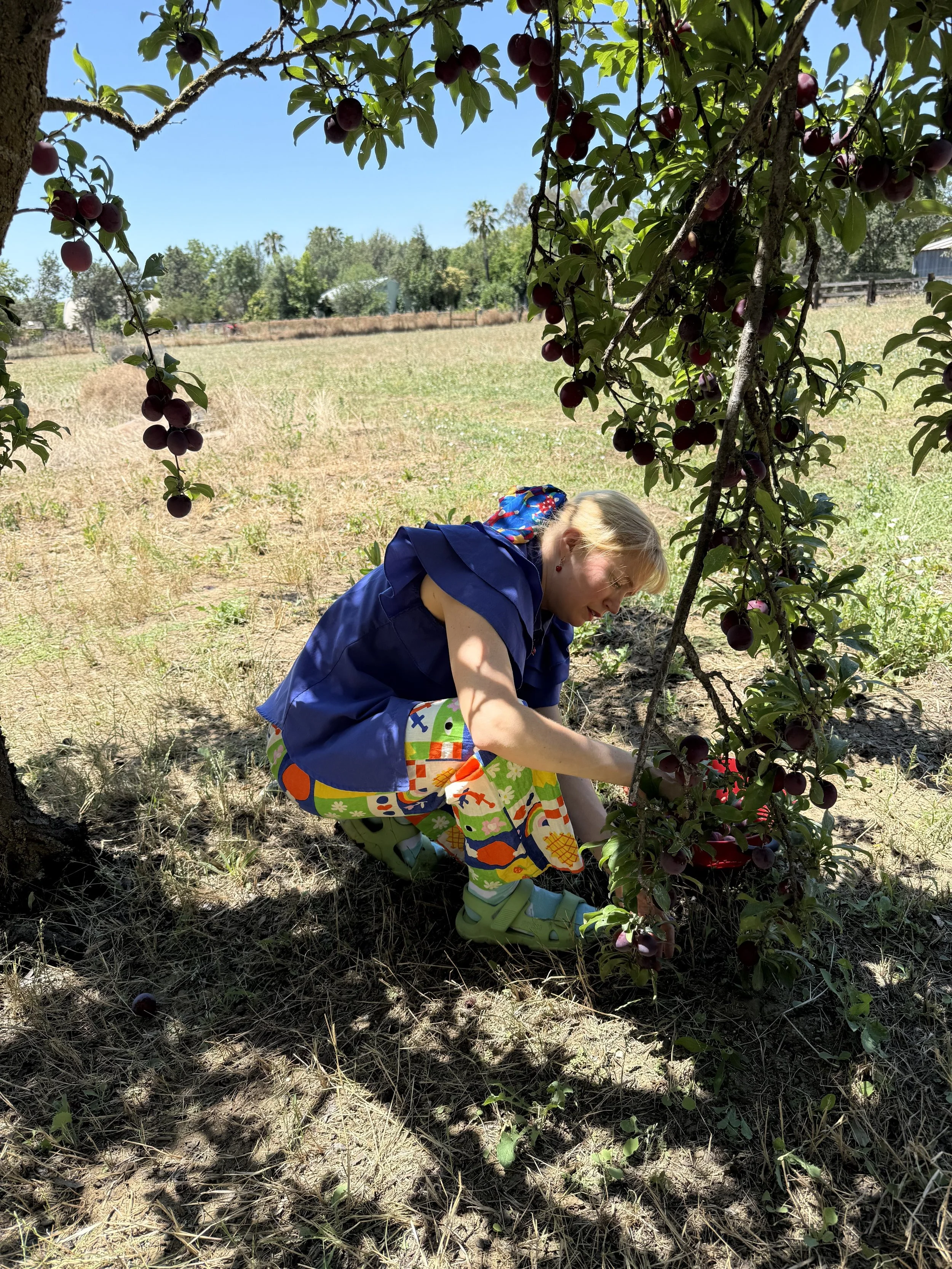 molyly pick plums.jpg