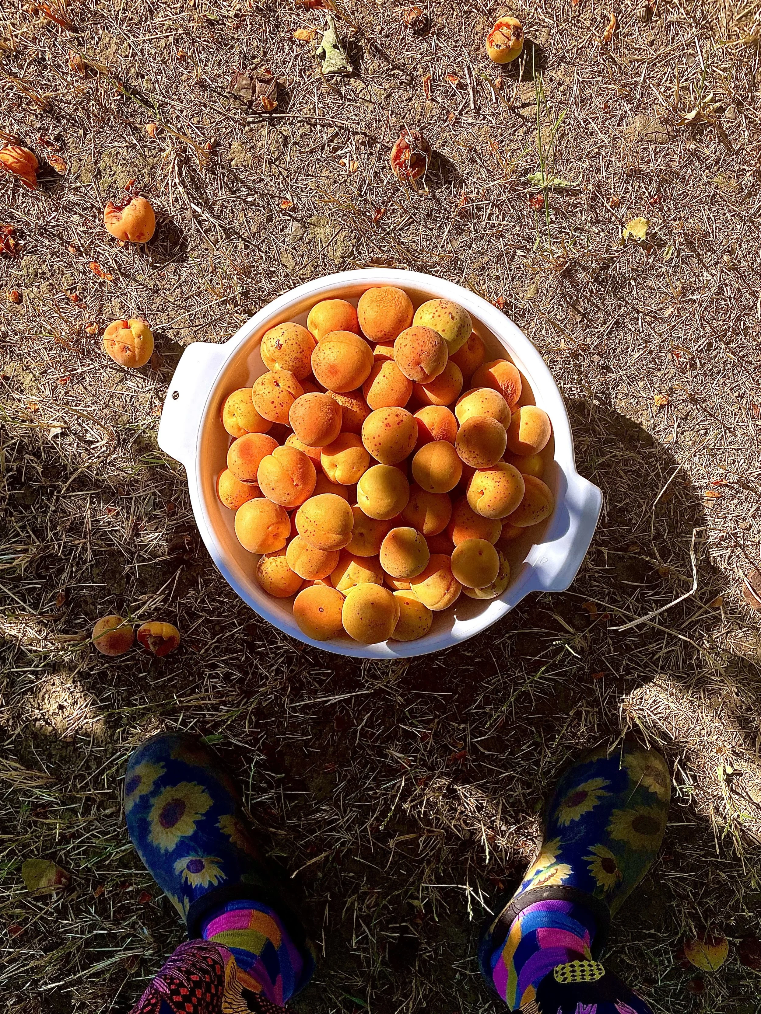 apricot pick.jpg
