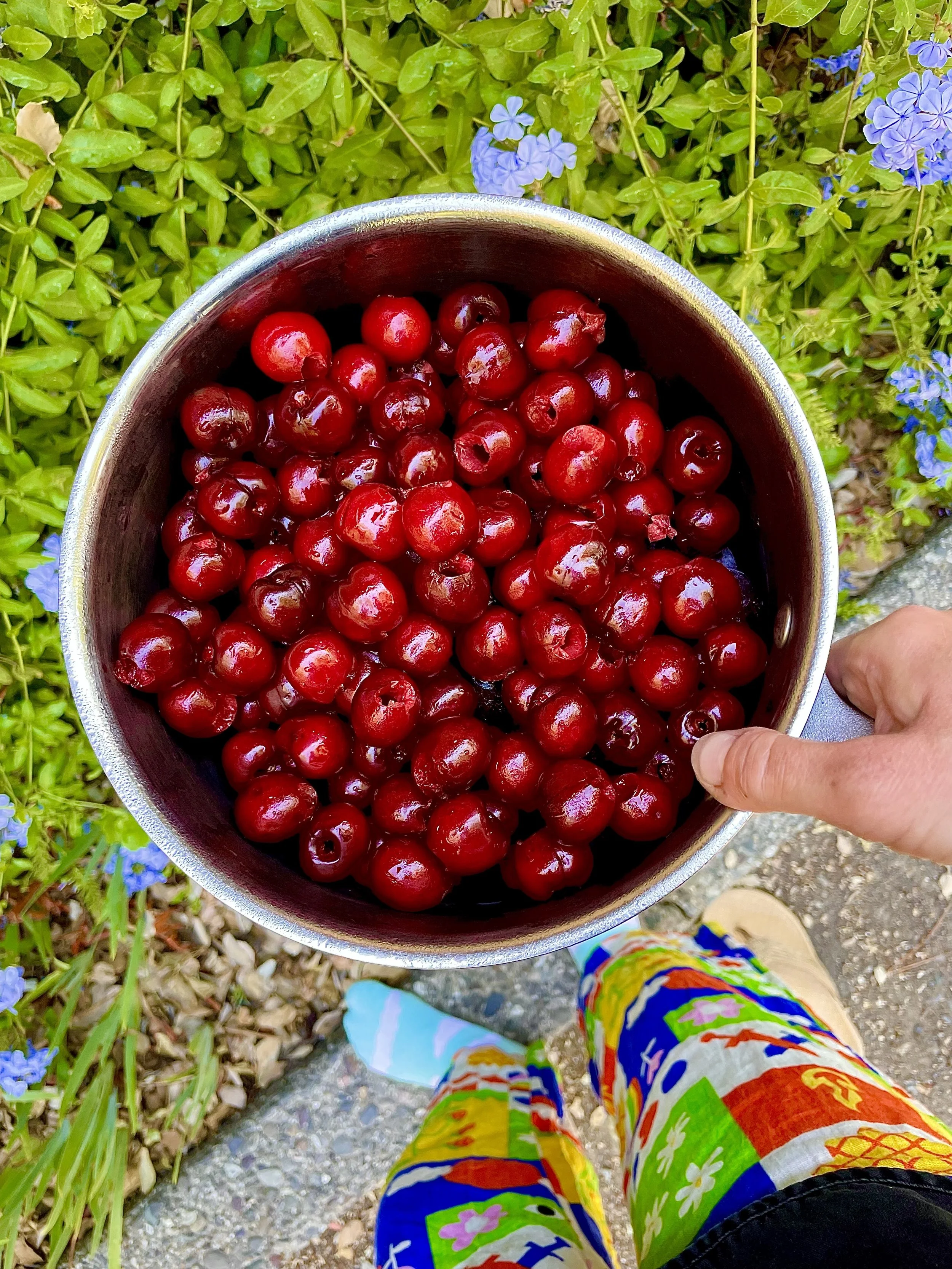 cherries prep.jpg