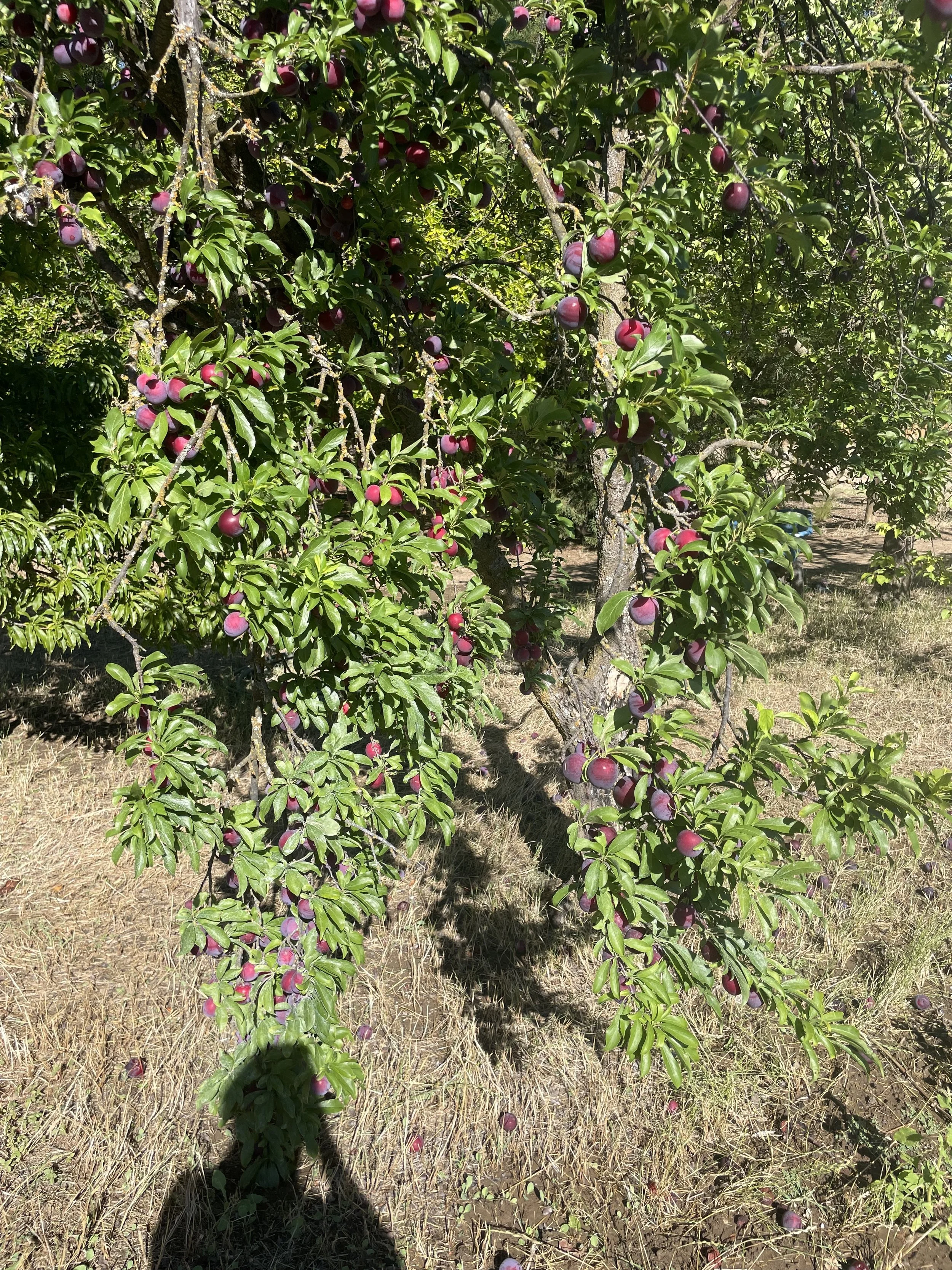 plum tree.jpg