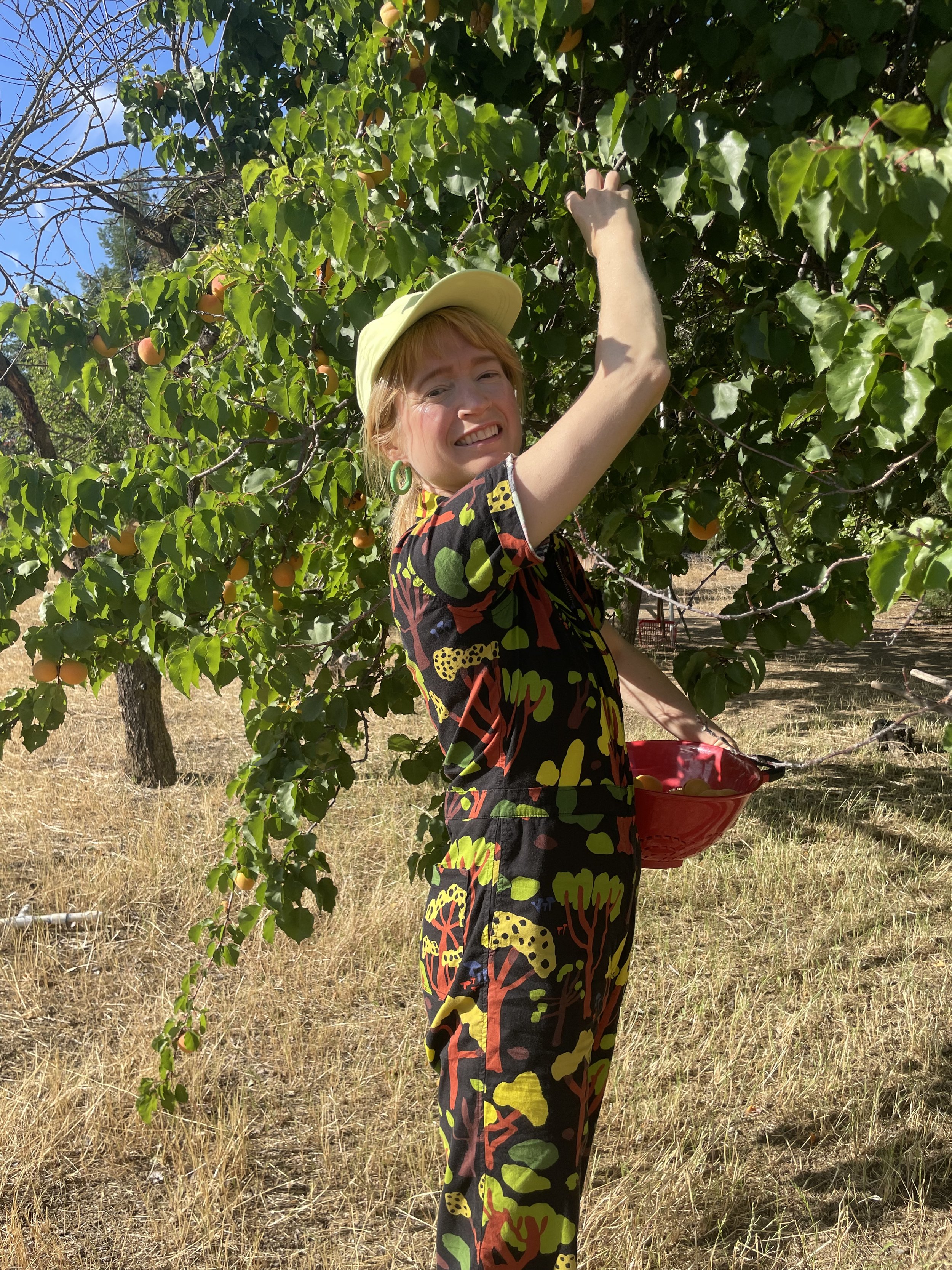 molly picking apricots.jpg