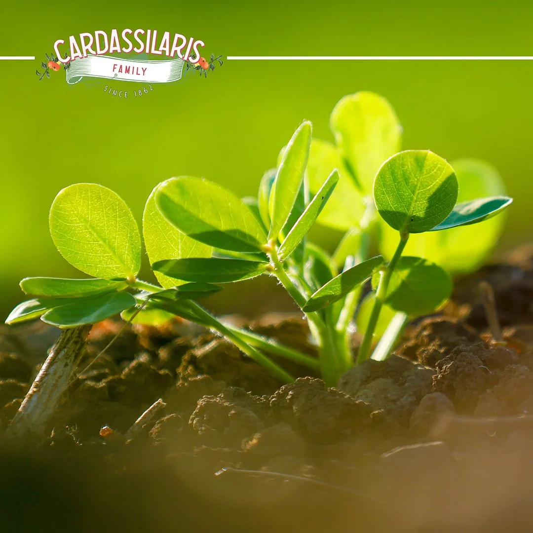 Indian Peanut Market Update for October 2021