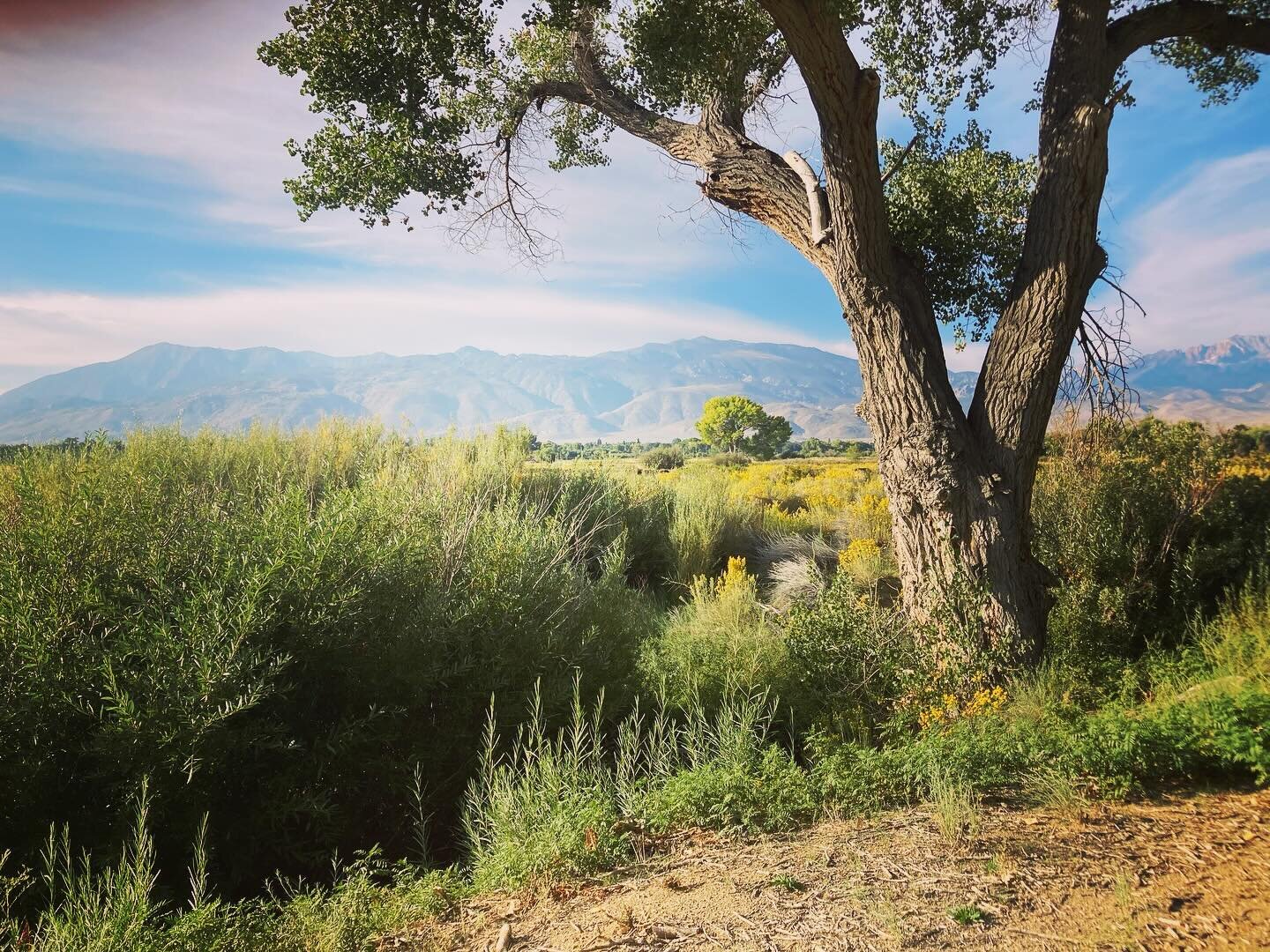 Ready to increase your developmental knowledge, deepen your natural connection and bring back gifts to your community/school? LEVEL 1 Forest School Teacher Training is in the Owen's Valley this year! Green pastures, high desert, mountain waters, open