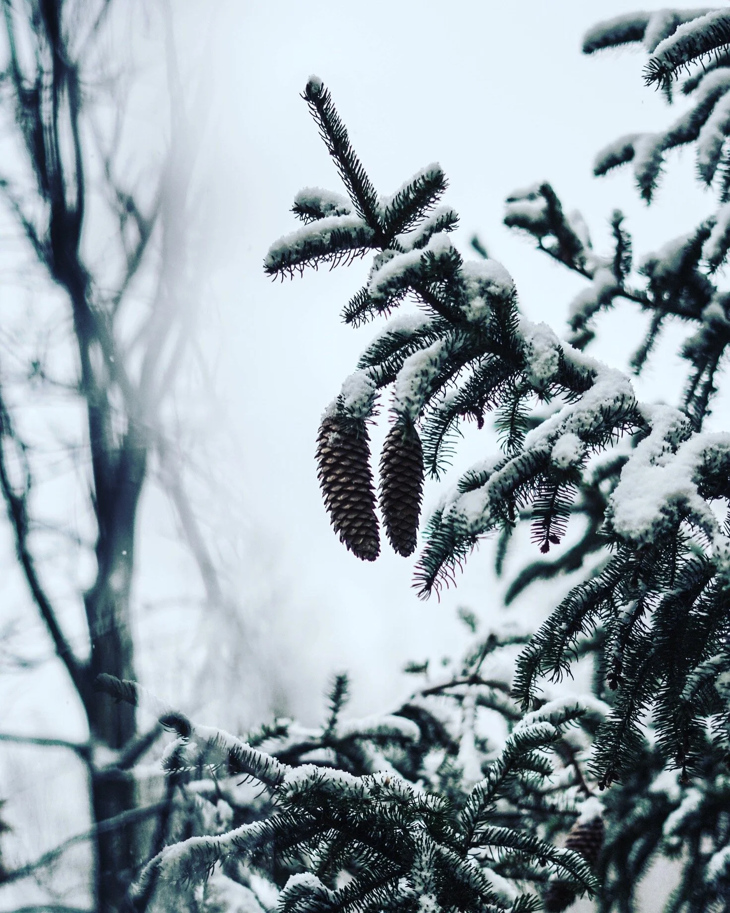 577B27A2-1A2E-491F-B692-2F133B672E0B.jpeg