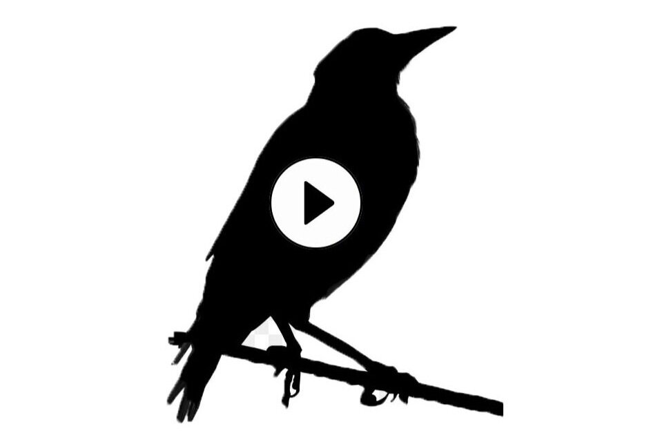 Enter The Aviary: Time Travel With Birds and Machines