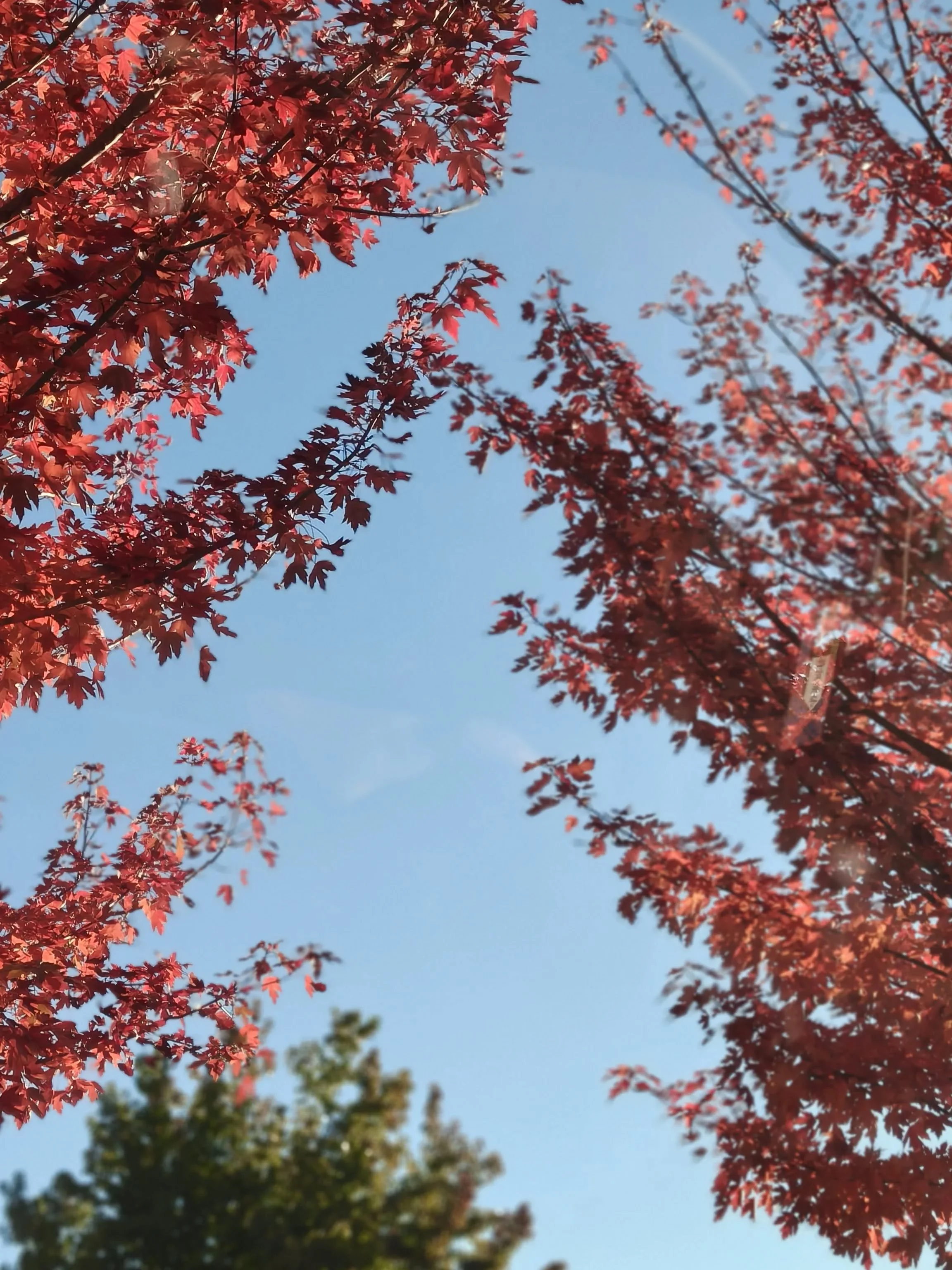 Autumn 🍁🍁🍁🍁 
.
.
.
#autumn #season #winter #handmade