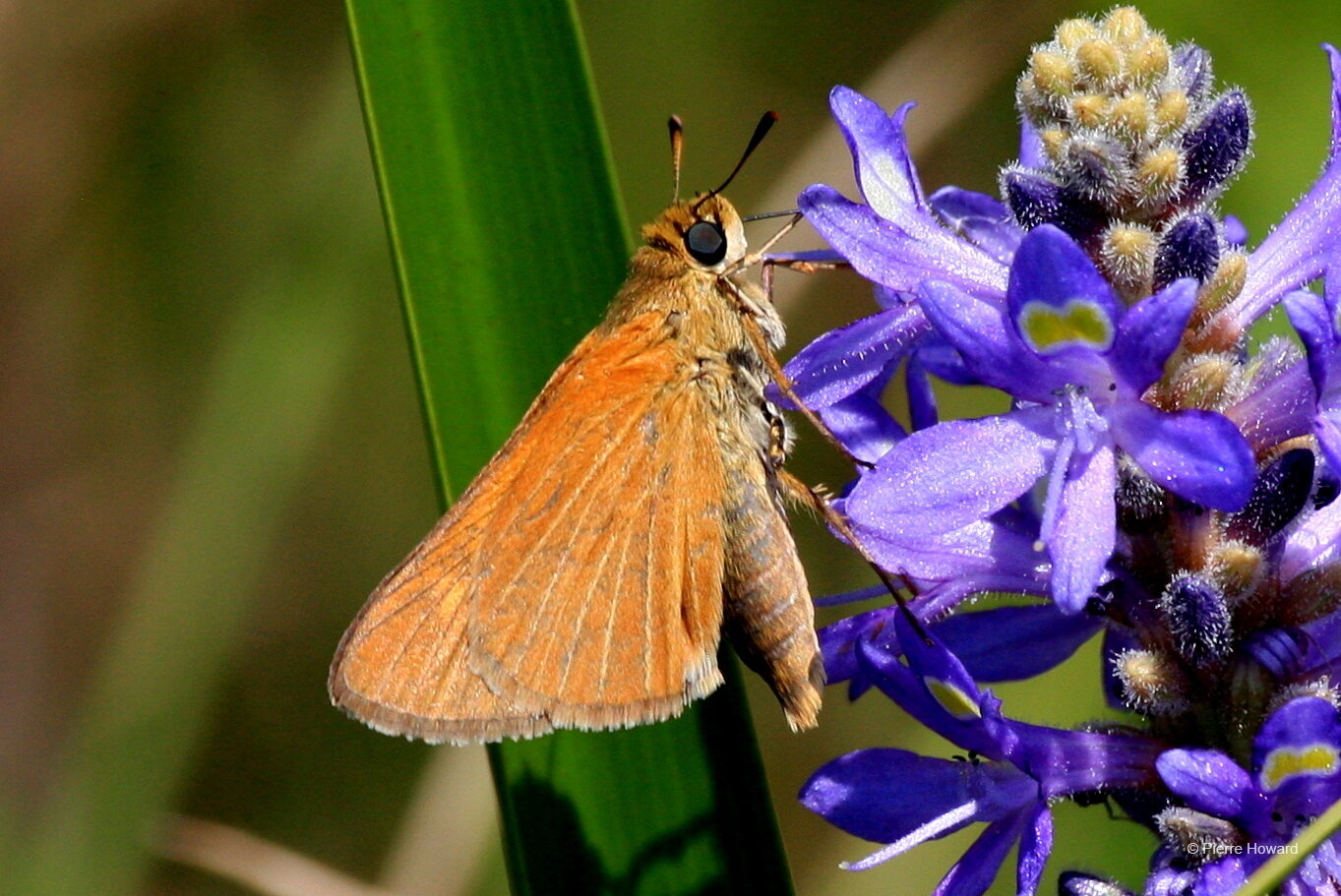 #2 Berry's Skipper, Chatham Co, male, 19 May 2010