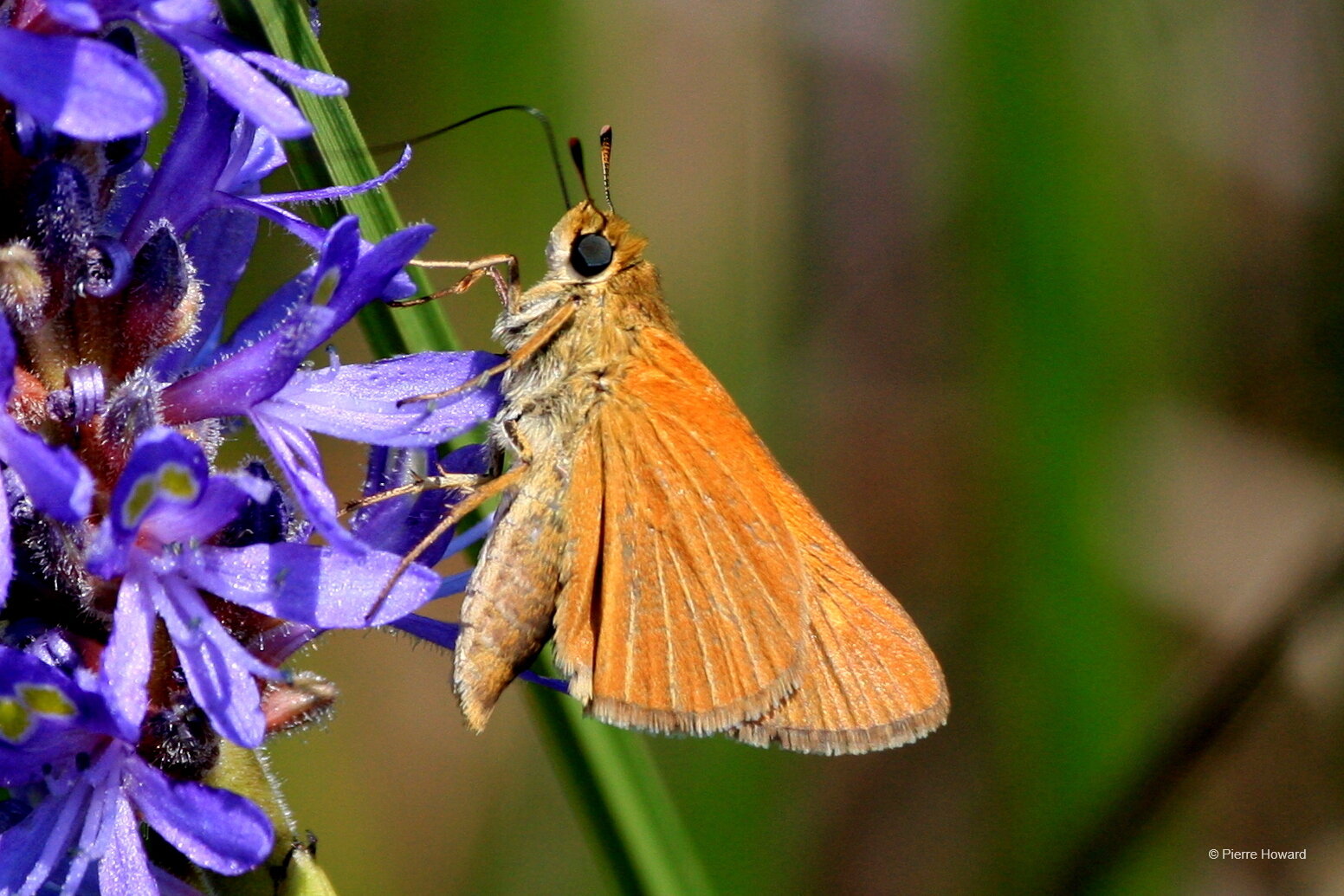 #3 Berry's Skipper, Chatham Co, male, 19 May 2010