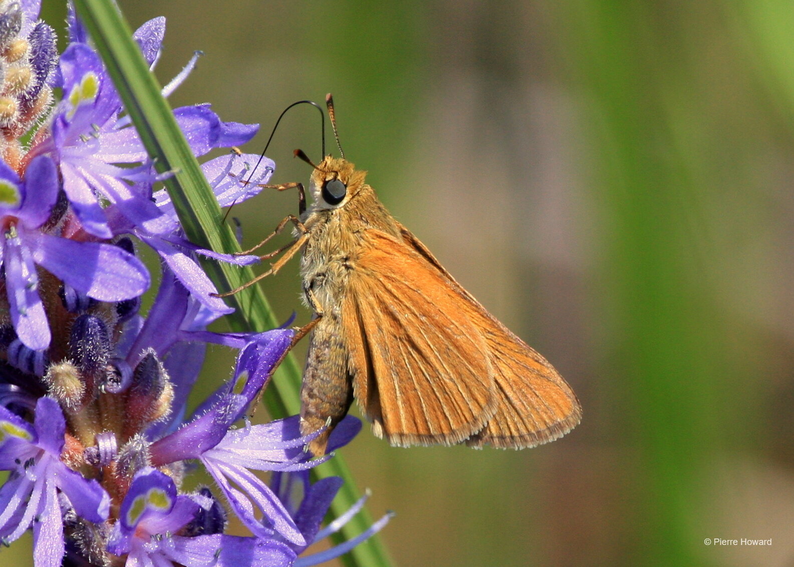 #4 Berry's Skipper, Chatham Co, male, 19 May 2010