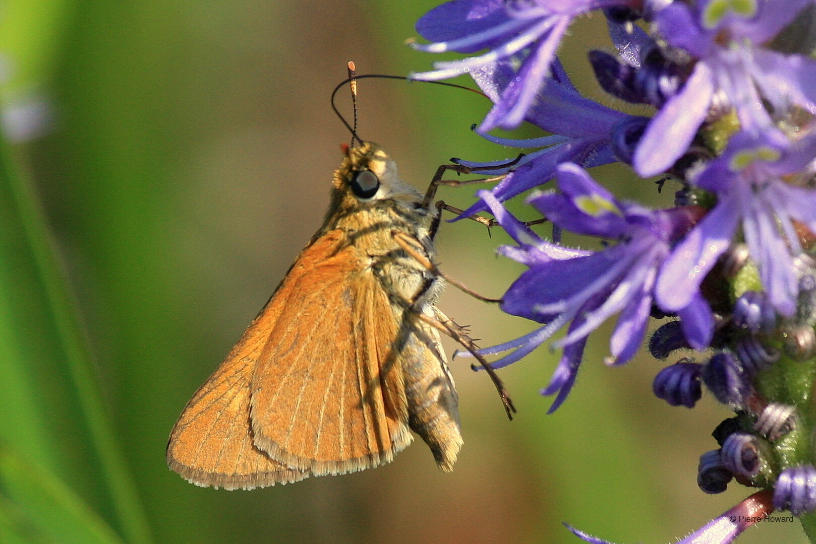 #9 Berry's Skipper, Chatham Co, female, 19 May 2010