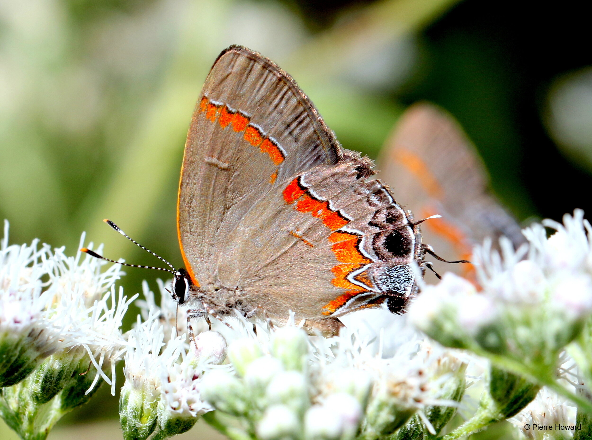 Red-banded Hairstreak (GTM Research Reserve Butterfly Guide) · iNaturalist