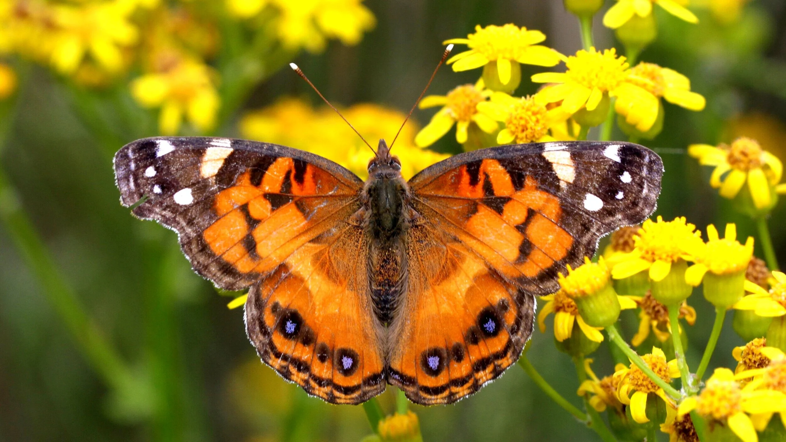 American Lady: Vanessa virginiensis — Pierre Howard's Butterflies