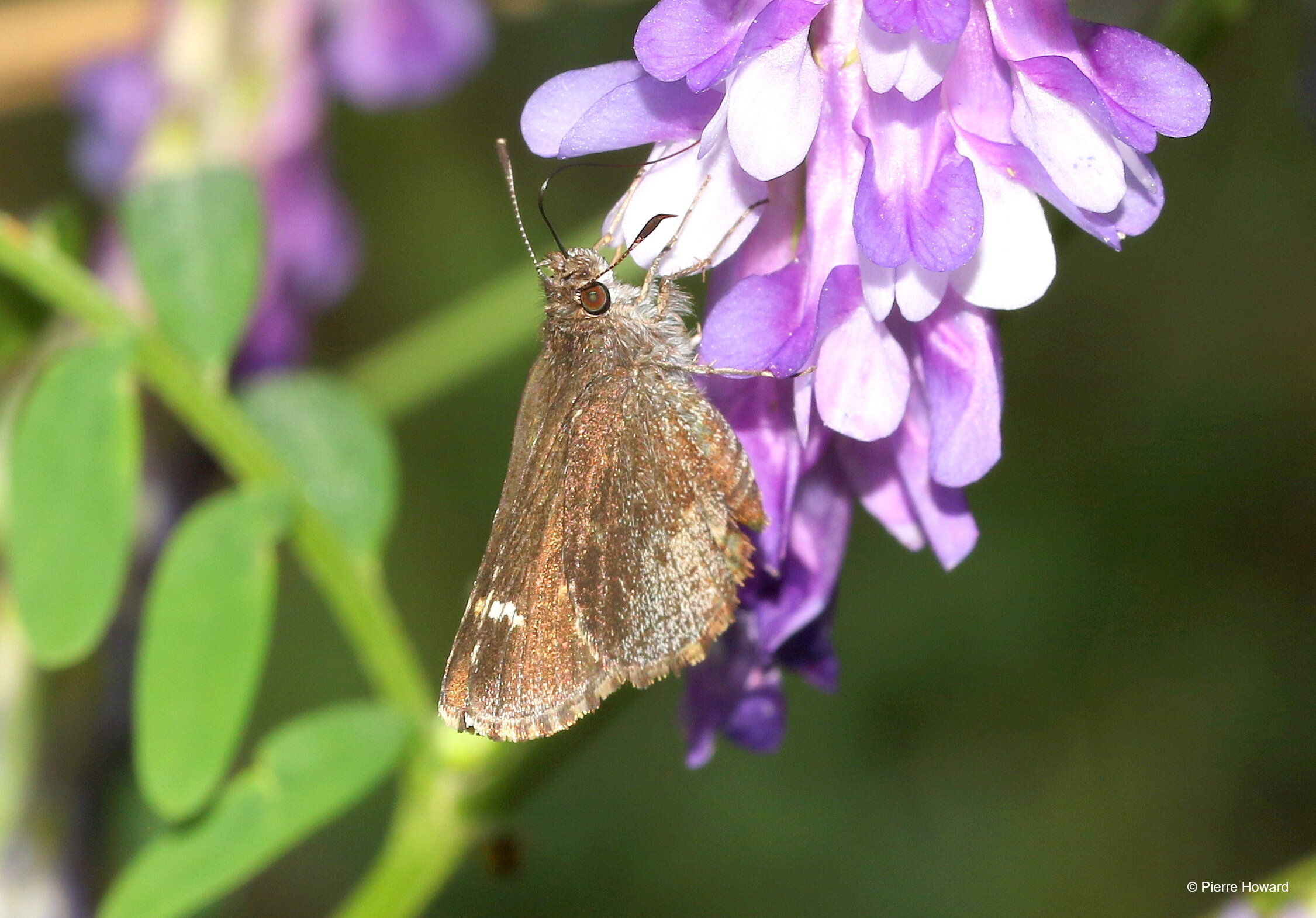 #1 Common Roadside-Skipper, Bartow Co 21 May 2016