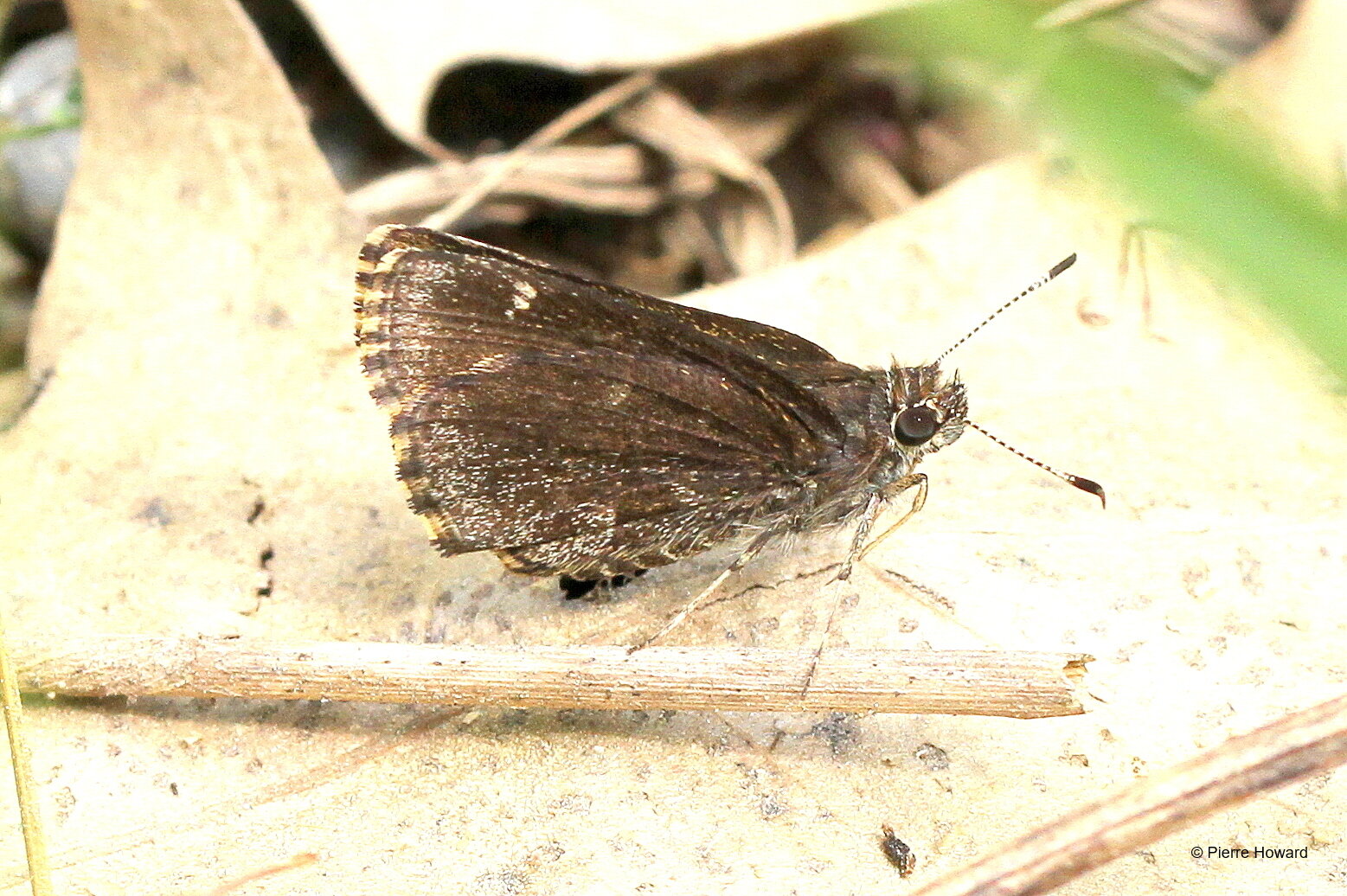 #4 Common Roadside-Skipper, Bartow Co, 12 May 2012