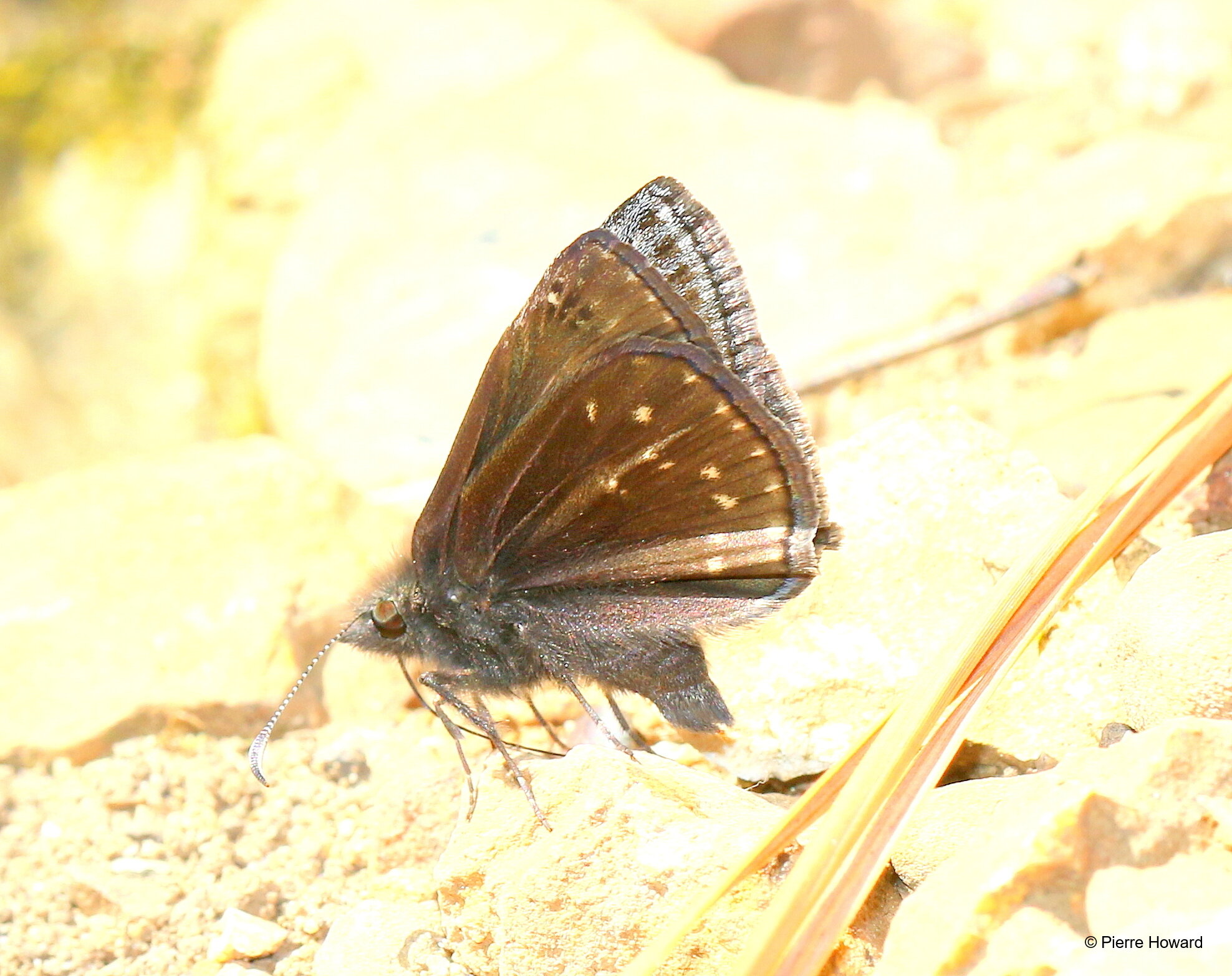 #5 Sleepy Duskywing, male, Walker Co, 2 Apr 2017