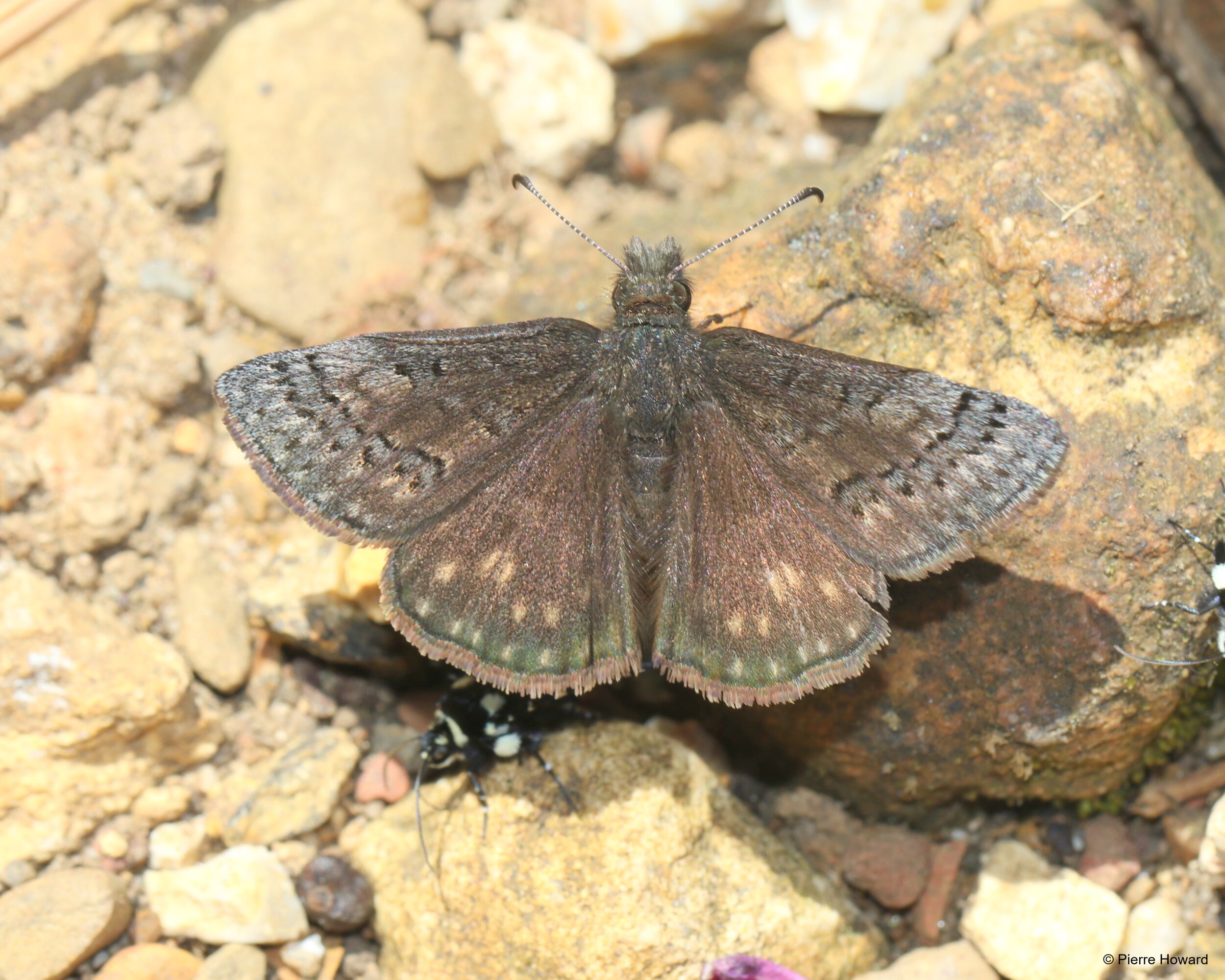 #3 Sleepy Duskywing, male, Walker Co, 2 Apr 2017