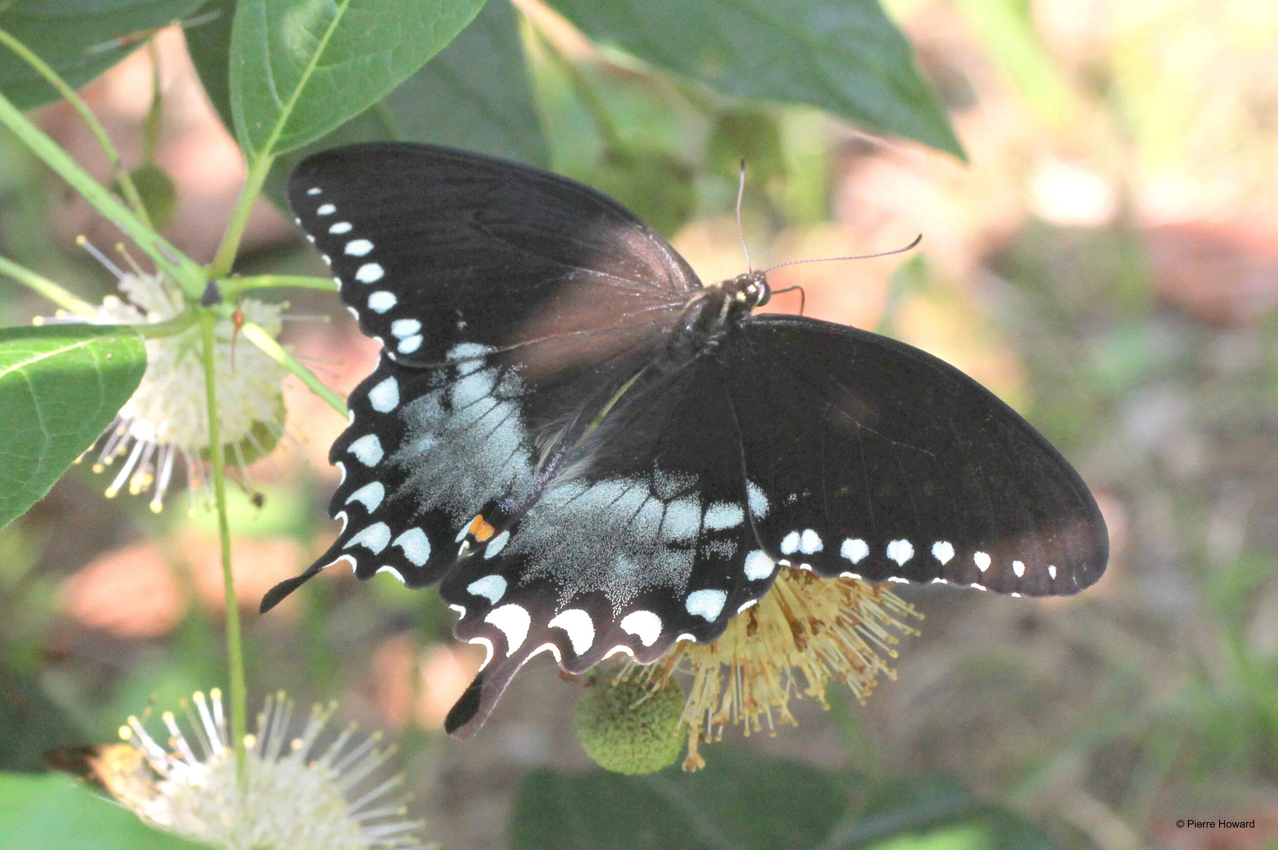 #2 Spicebush Swallowtail, male, Murray Co, 8 Jul 2012