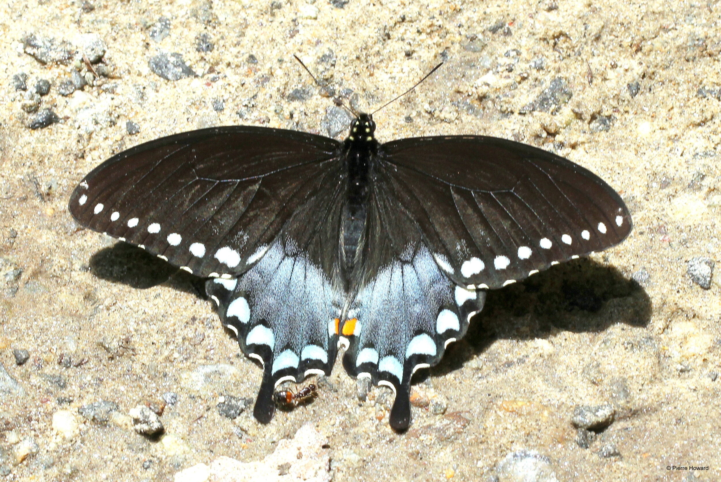 #3 Spicebush Swallowtail, male, Bartow  Co, 16 May 2016