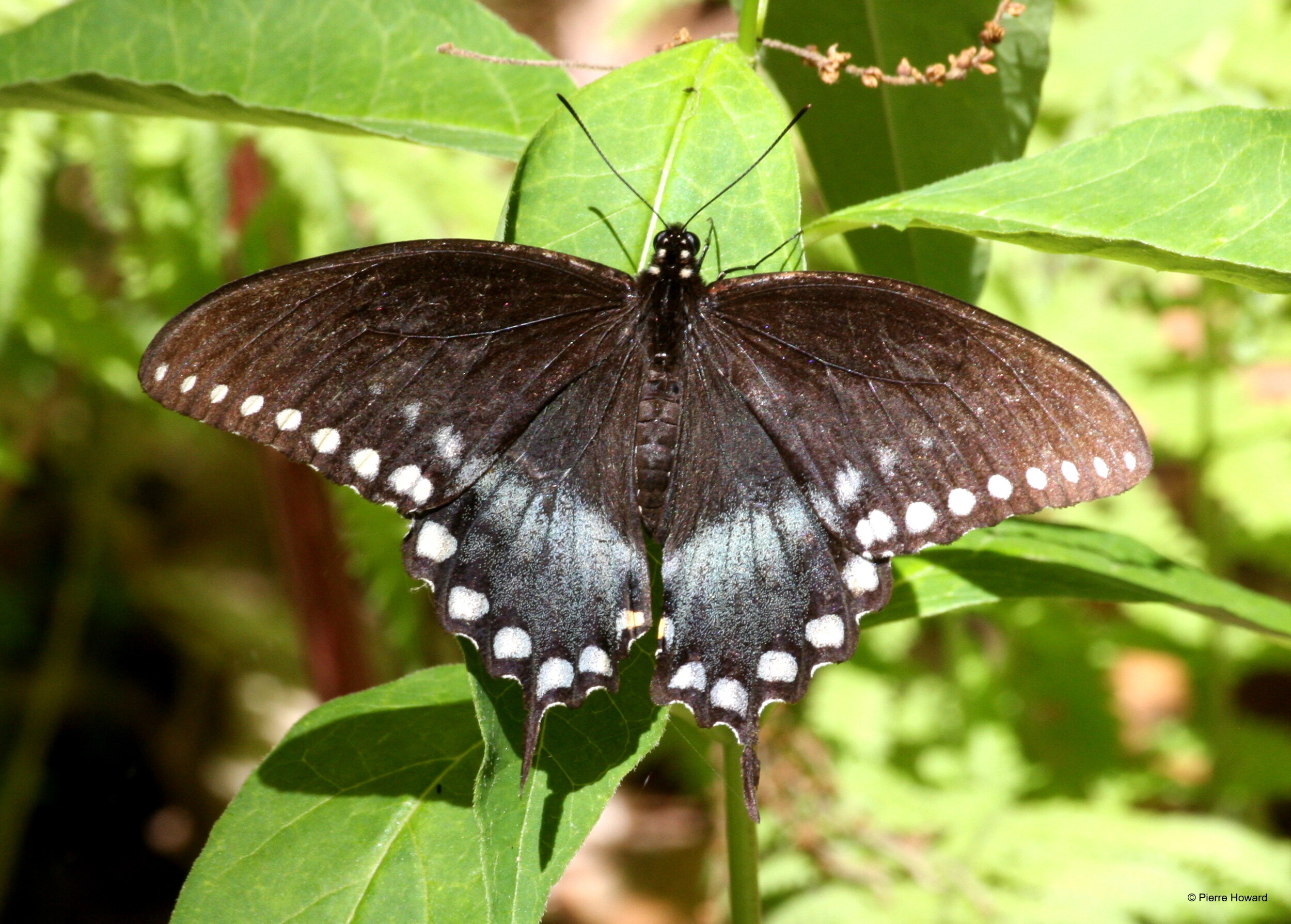 #4 Spicebush Swallowtail, male, Rabun Co, 20 May 2009