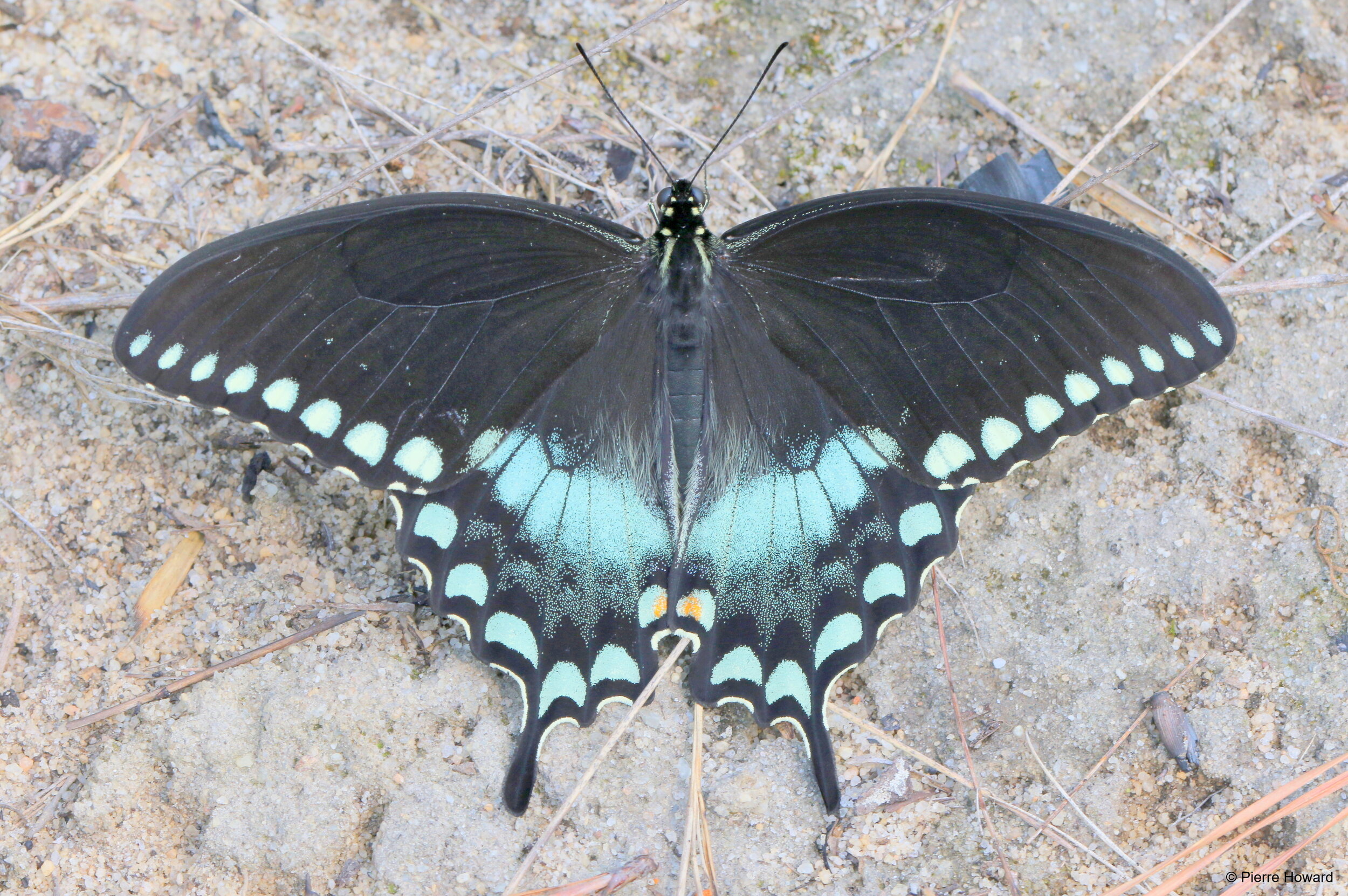 #1 Spicebush Swallowtail, male, Taylor Co, 15 Aug 2015