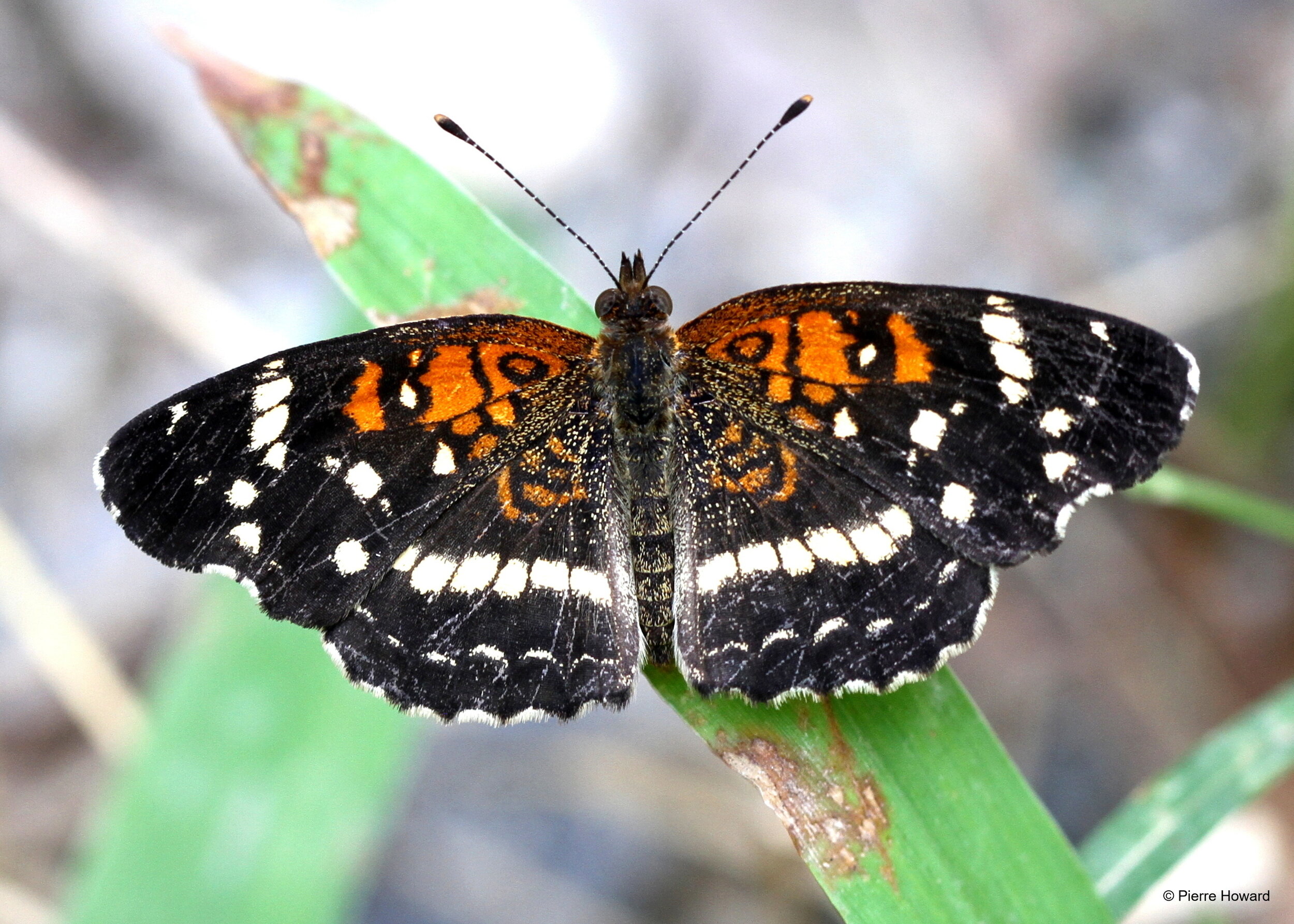 #1 Texan (Seminole) Crescent, male, Laurens Co (Upper Coastal Plain, Oconee River), 3 Sep 2012