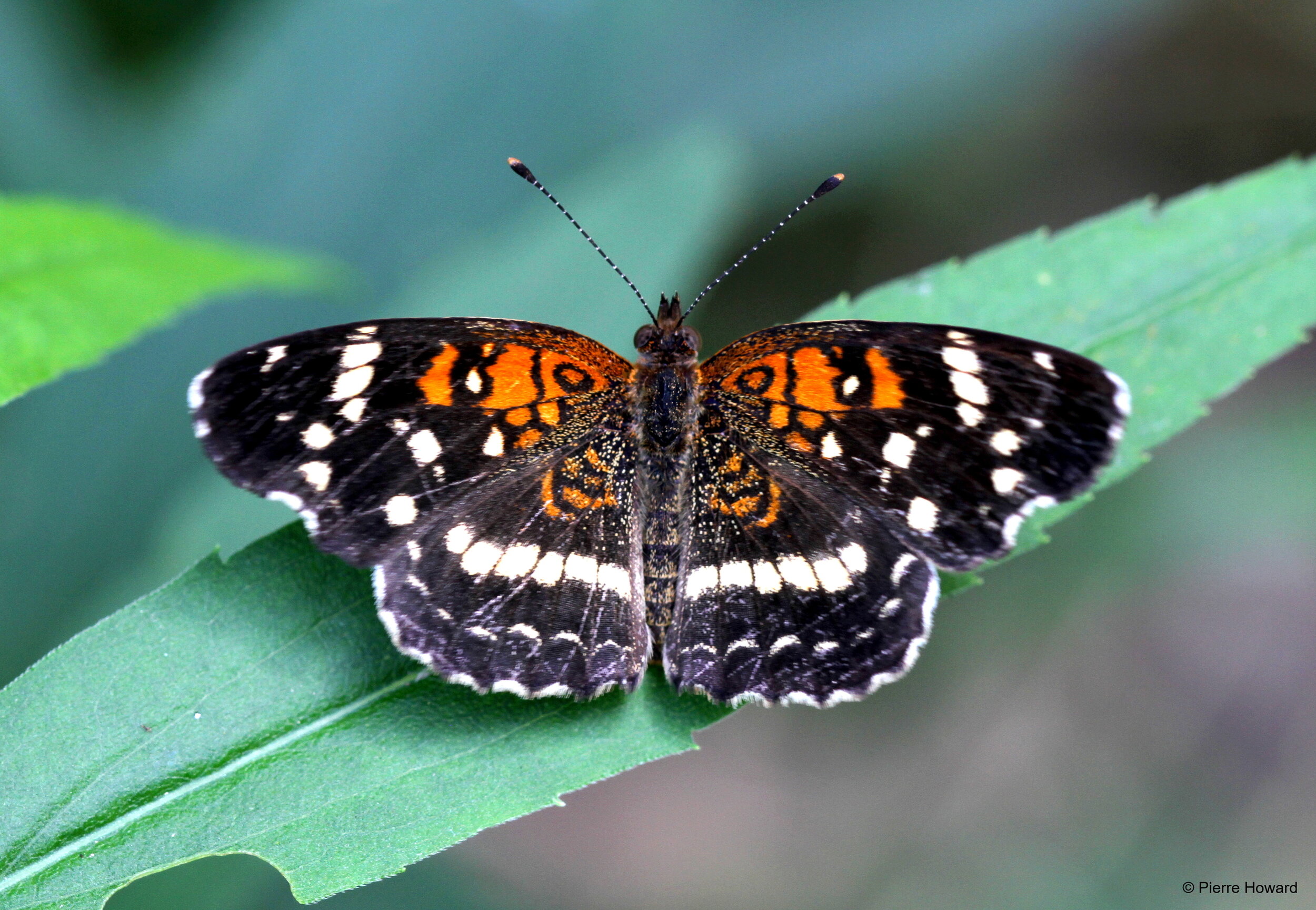 #2 Texan (Seminole) Crescent, male, Laurens Co, 3 Sep 2012