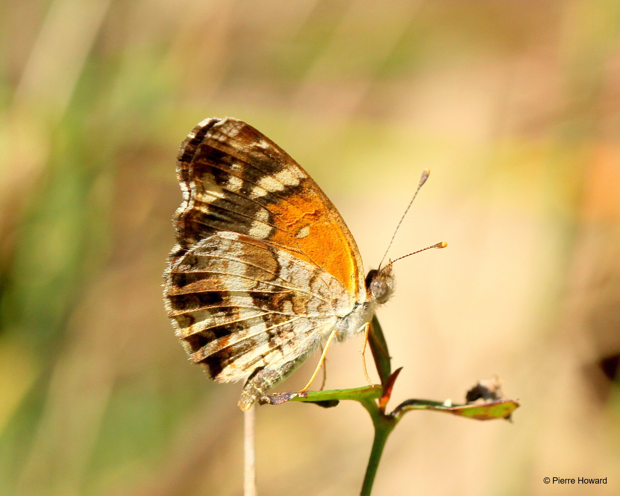 #5 Texan (Seminole) Crescent, male, Laurens Co, 13 Oct 2012